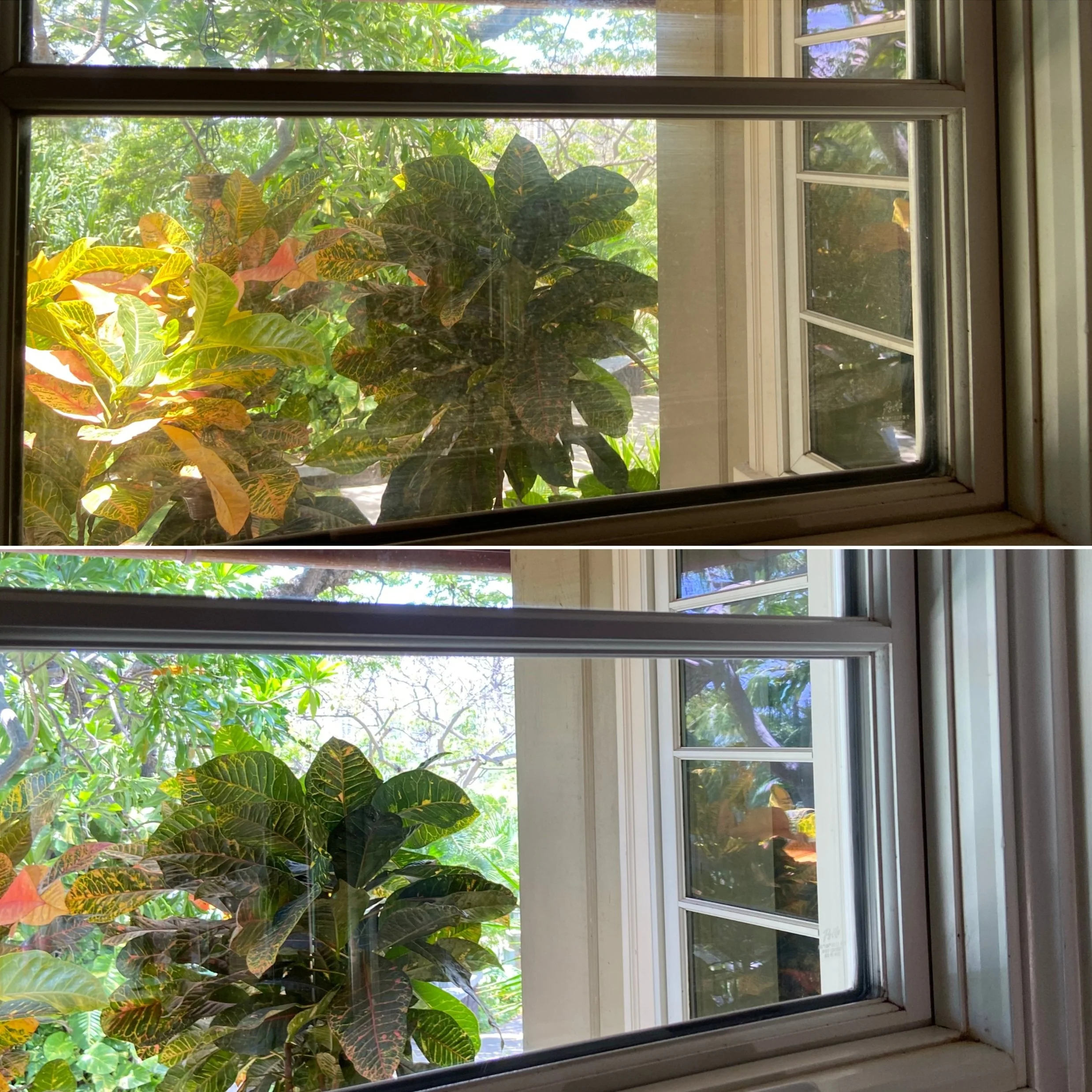 Comparison of two photos of a house window with a large plant outside, showing the same window before and after cleaning, with the top photo being dirtier and the bottom photo clearer.