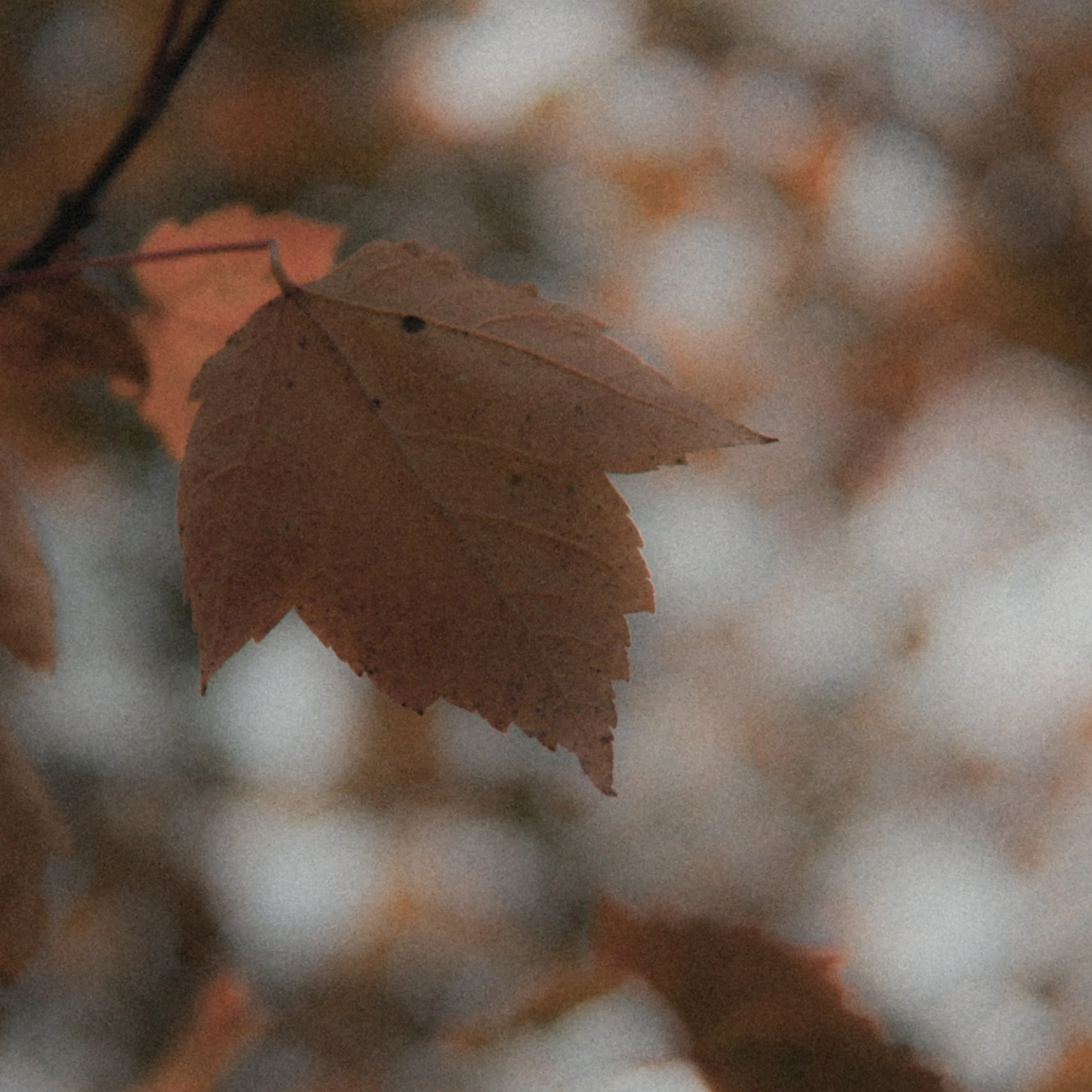 DSC08869.jpg