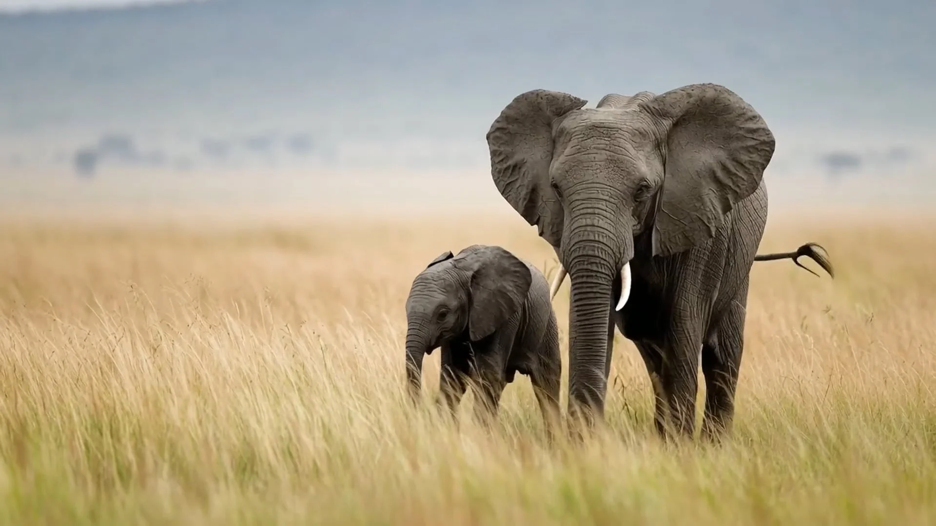 Two elephants, a larger one and a baby, walking through tall grass on a plain with trees and a body of water in the background.