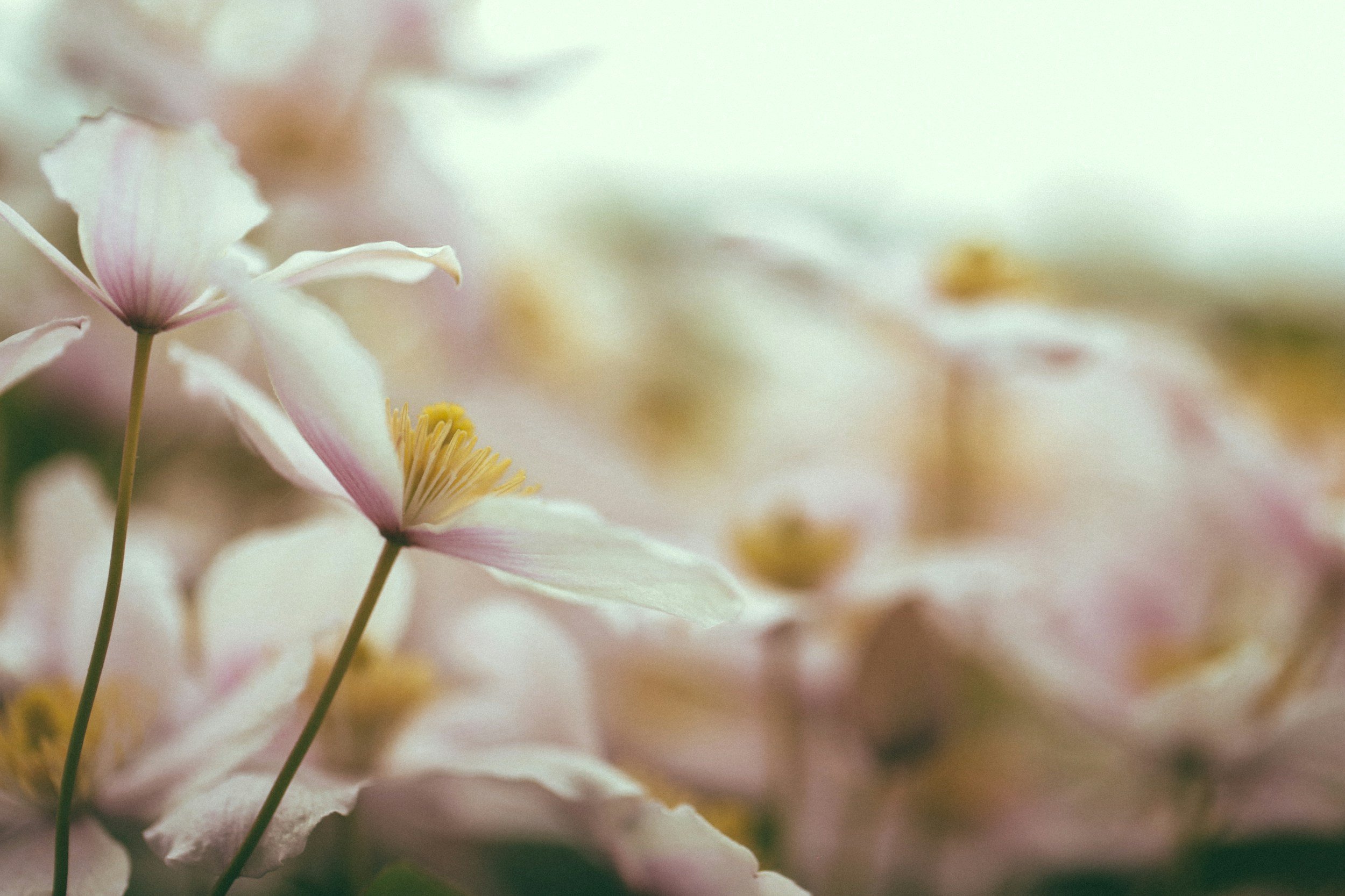 Flourish Friday - You’re Allowed to Look Forward