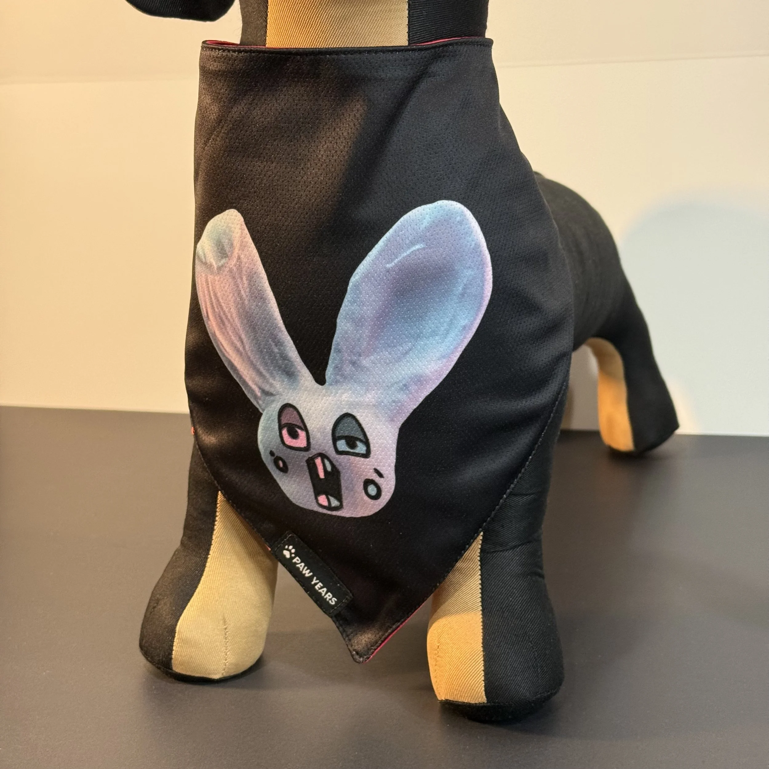 Angled view of small dog wearing black Loopy reversible bandana showing secure fit on chest.