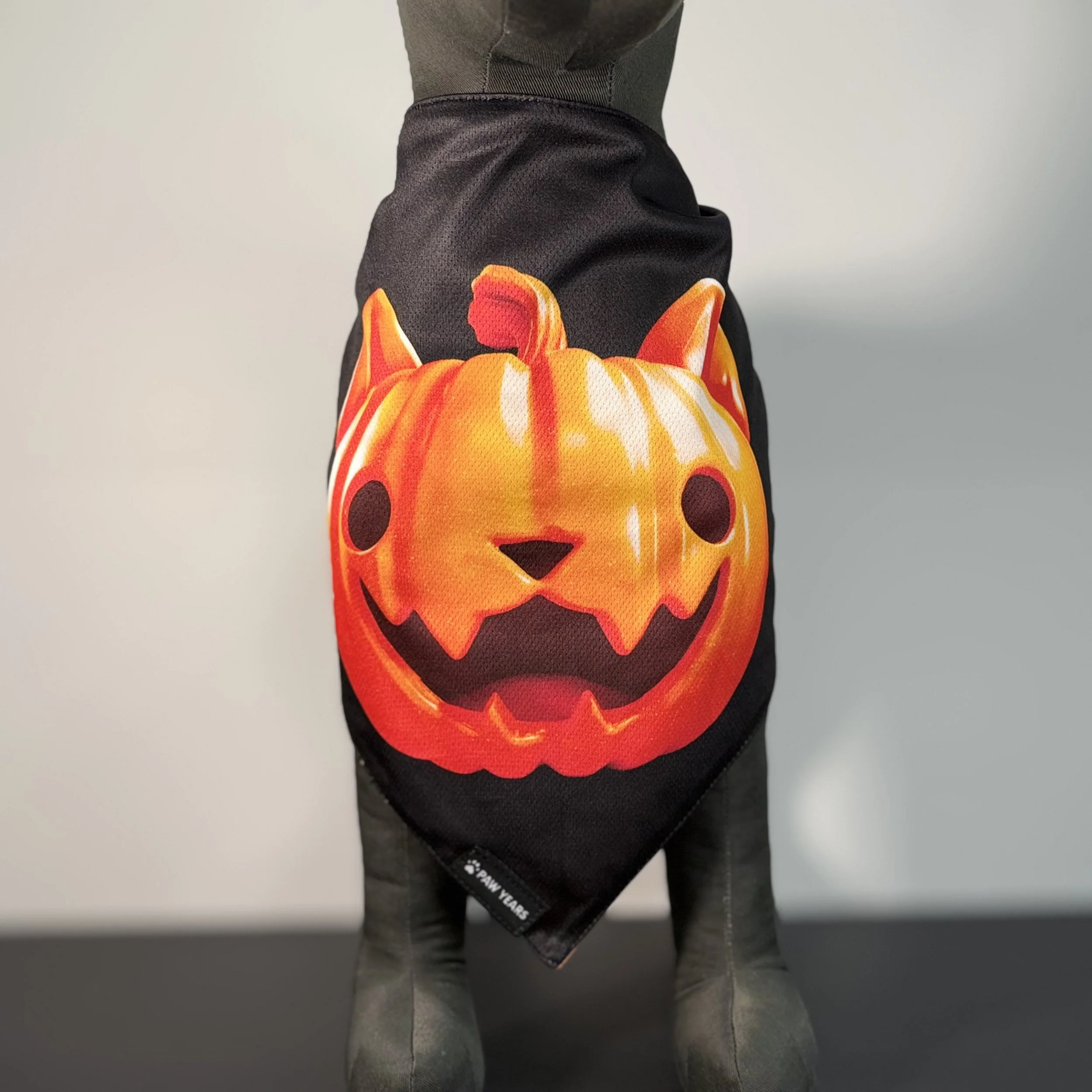Front view of small dog wearing the black side of the Salem bandana featuring a glowing orange cat-o-lantern face.