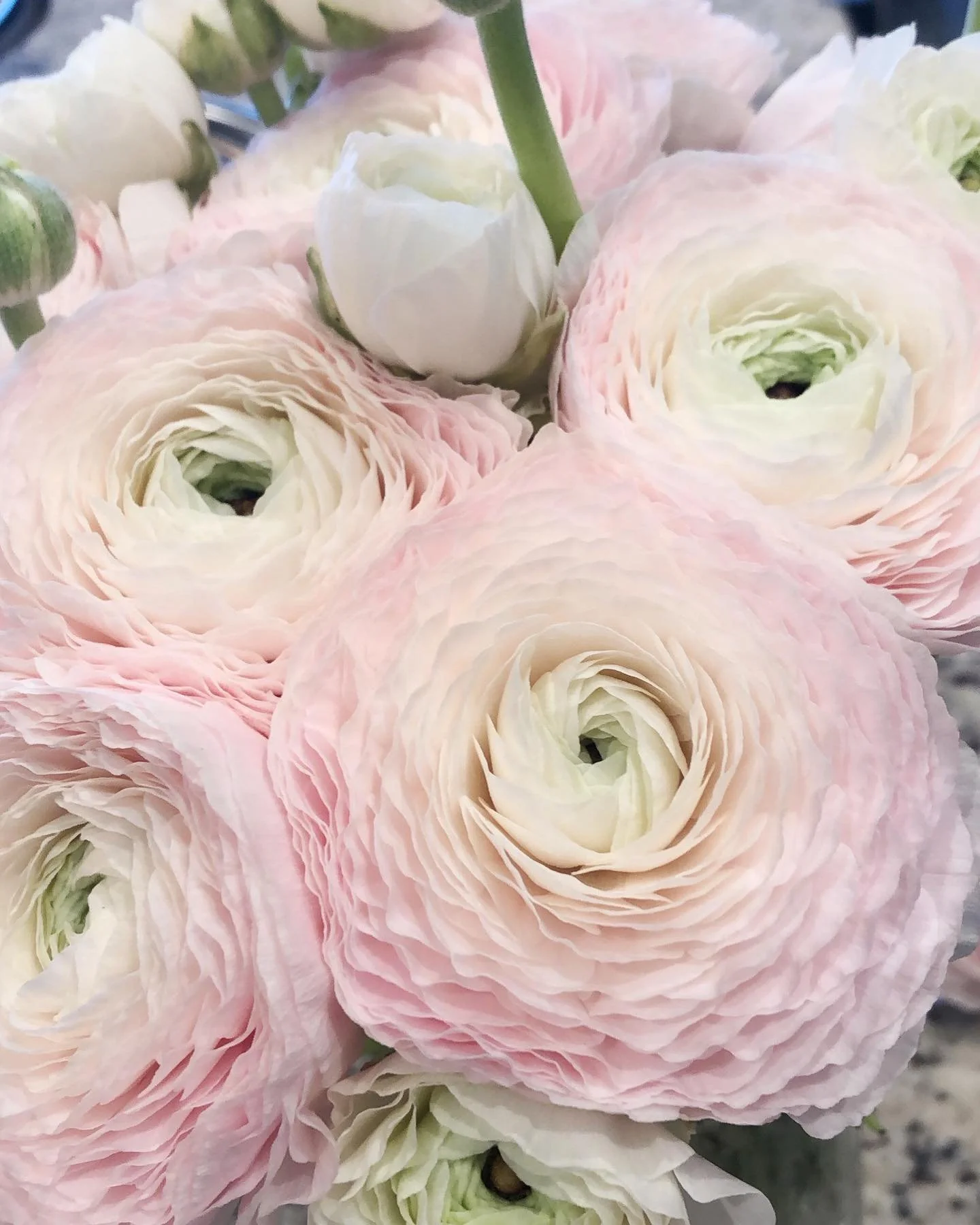 RANUNCULUS
