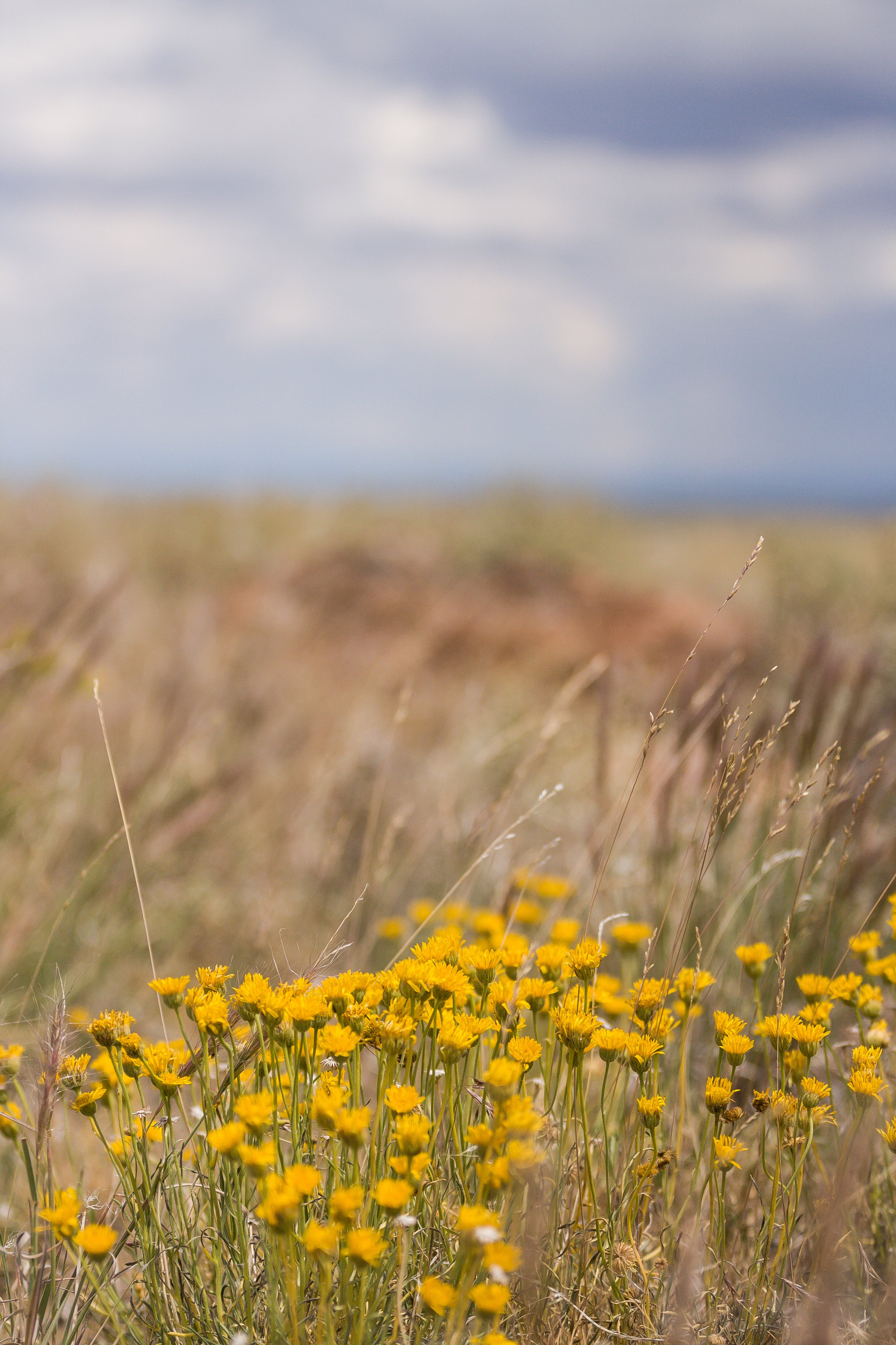 Owyhee Bouquet.jpg