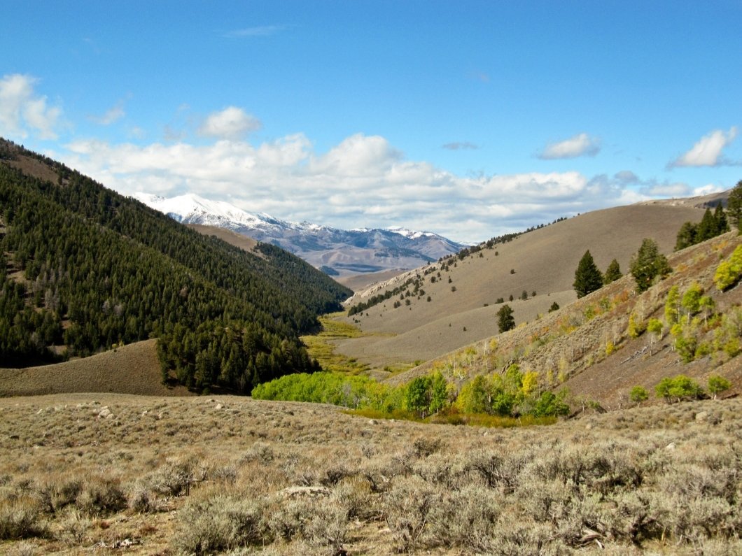 Pine and Sage.jpg
