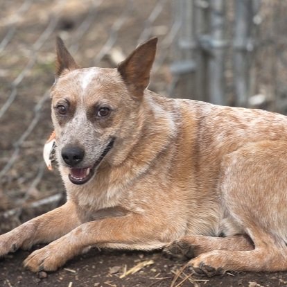 Ryder (ADOPTED)