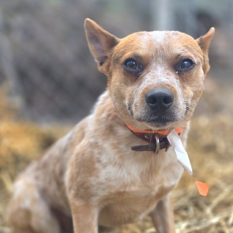 Roux (ADOPTED)