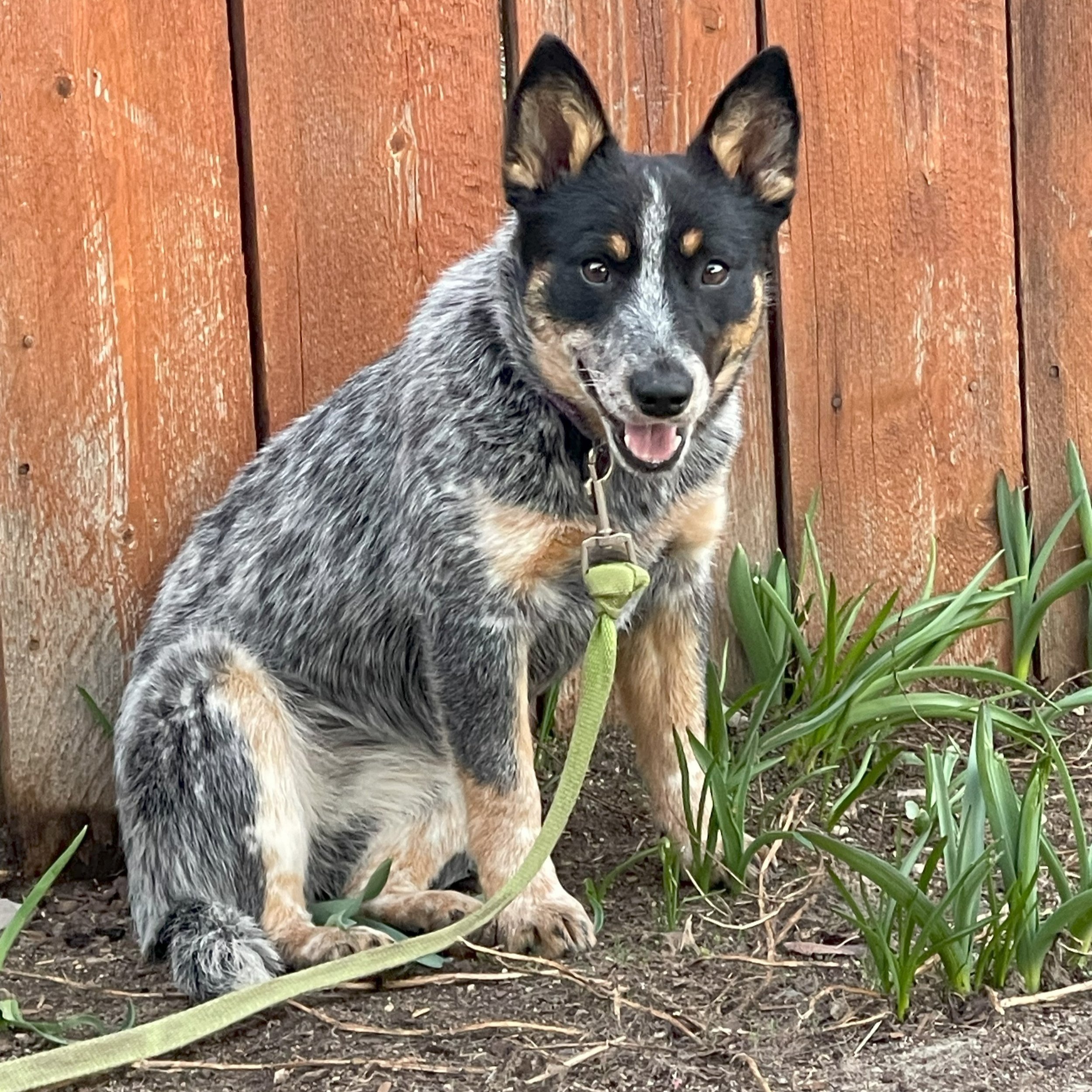 Aspen (ADOPTED)