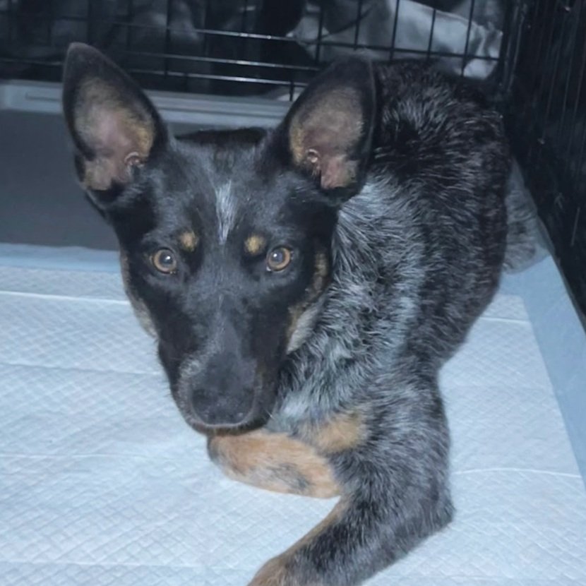 Brooklyn (ADOPTED)
