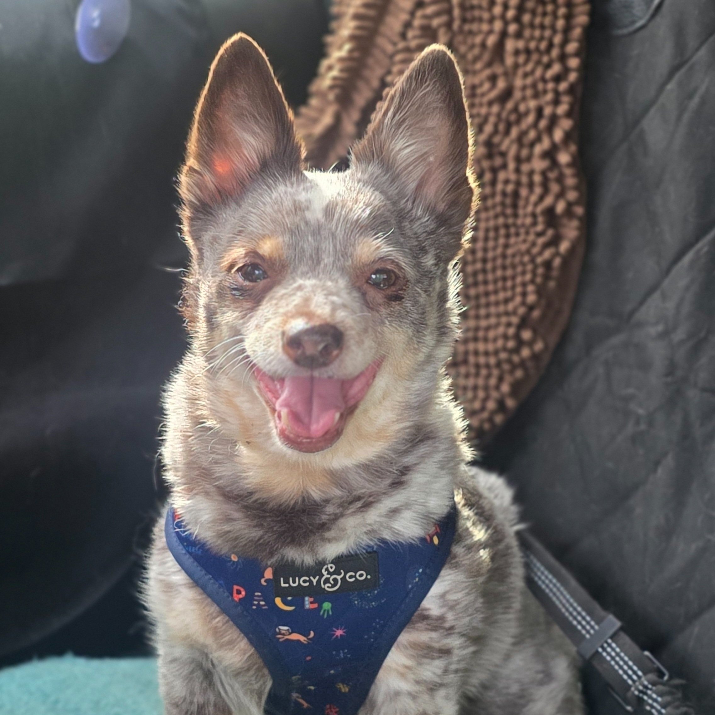 Ginger (ADOPTED)