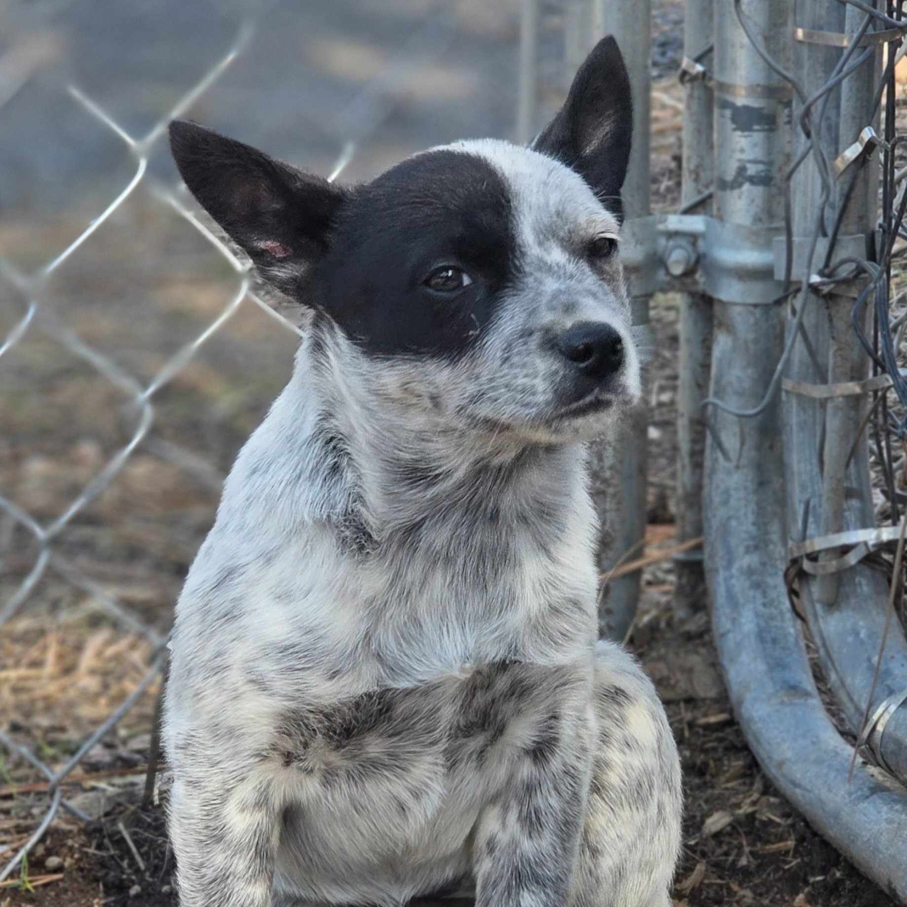 Gamora (ADOPTED)