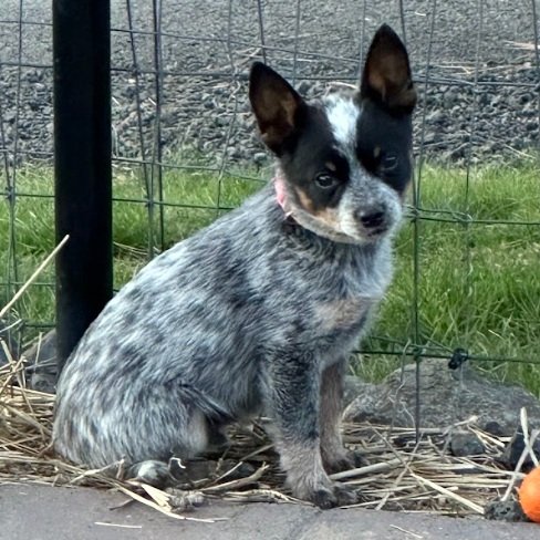 Jett (ADOPTED)