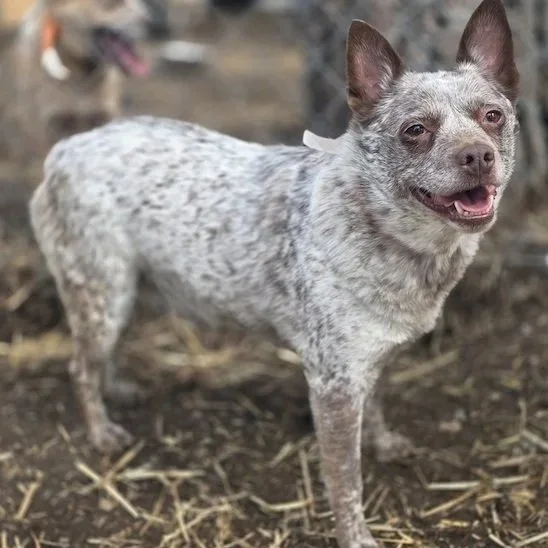 Poppy (ADOPTED)