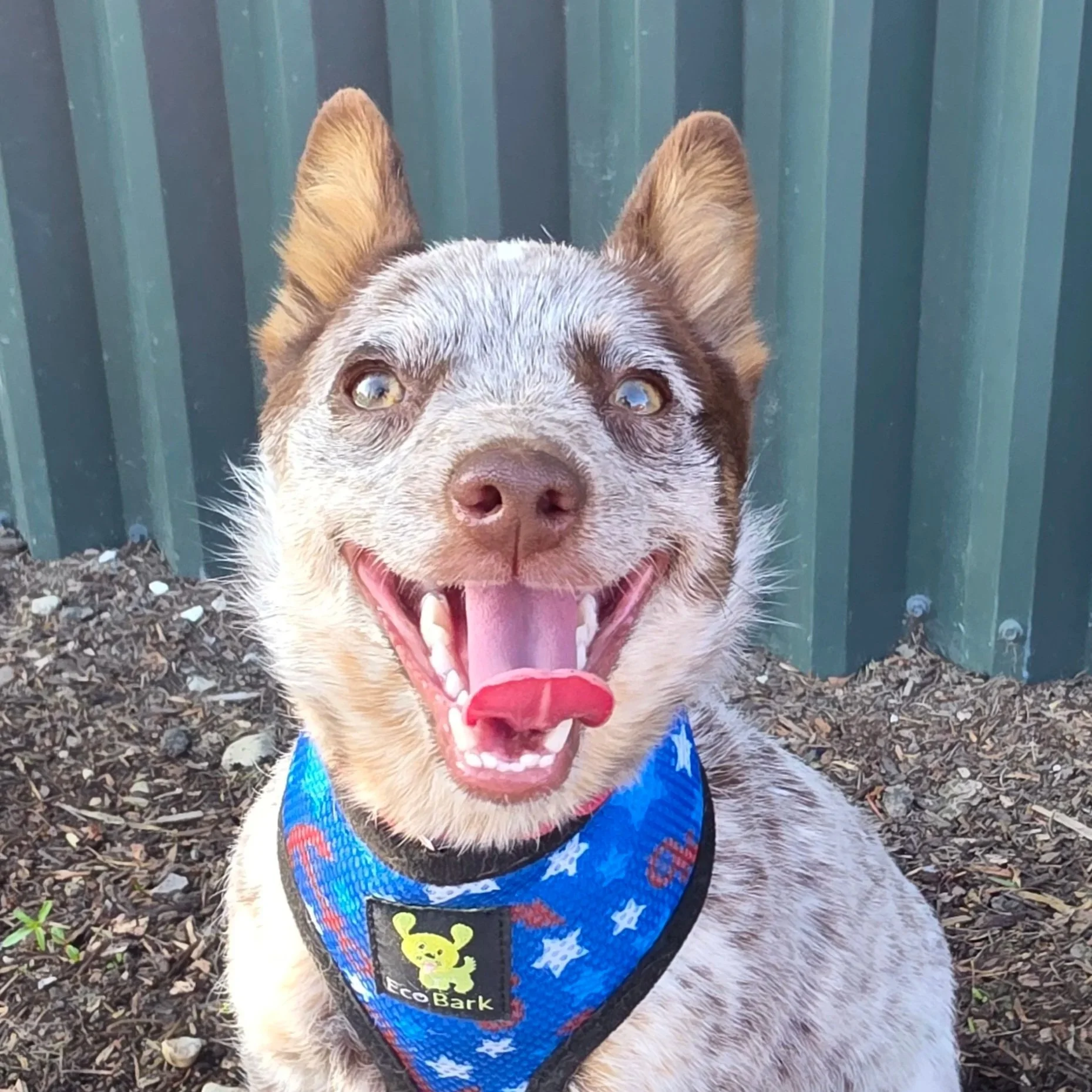 Kit (ADOPTED)