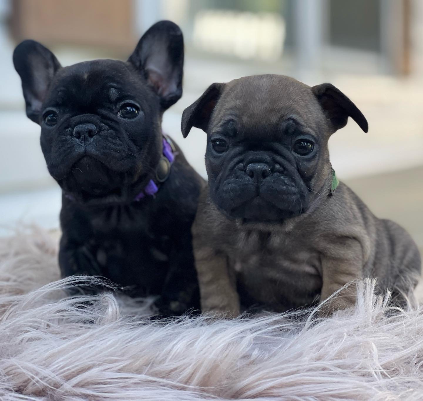 Just over here absolutely adoring these Hazel frenchie puppies! This is Rapunzel and Anna. 👸🏻 👑 #Princess #FrenchiePuppy #FrenchiePuppies #FrenchBulldogPuppy #FrenchBulldogPuppies #DrewDogs #Frenchie #FrenchBulldog