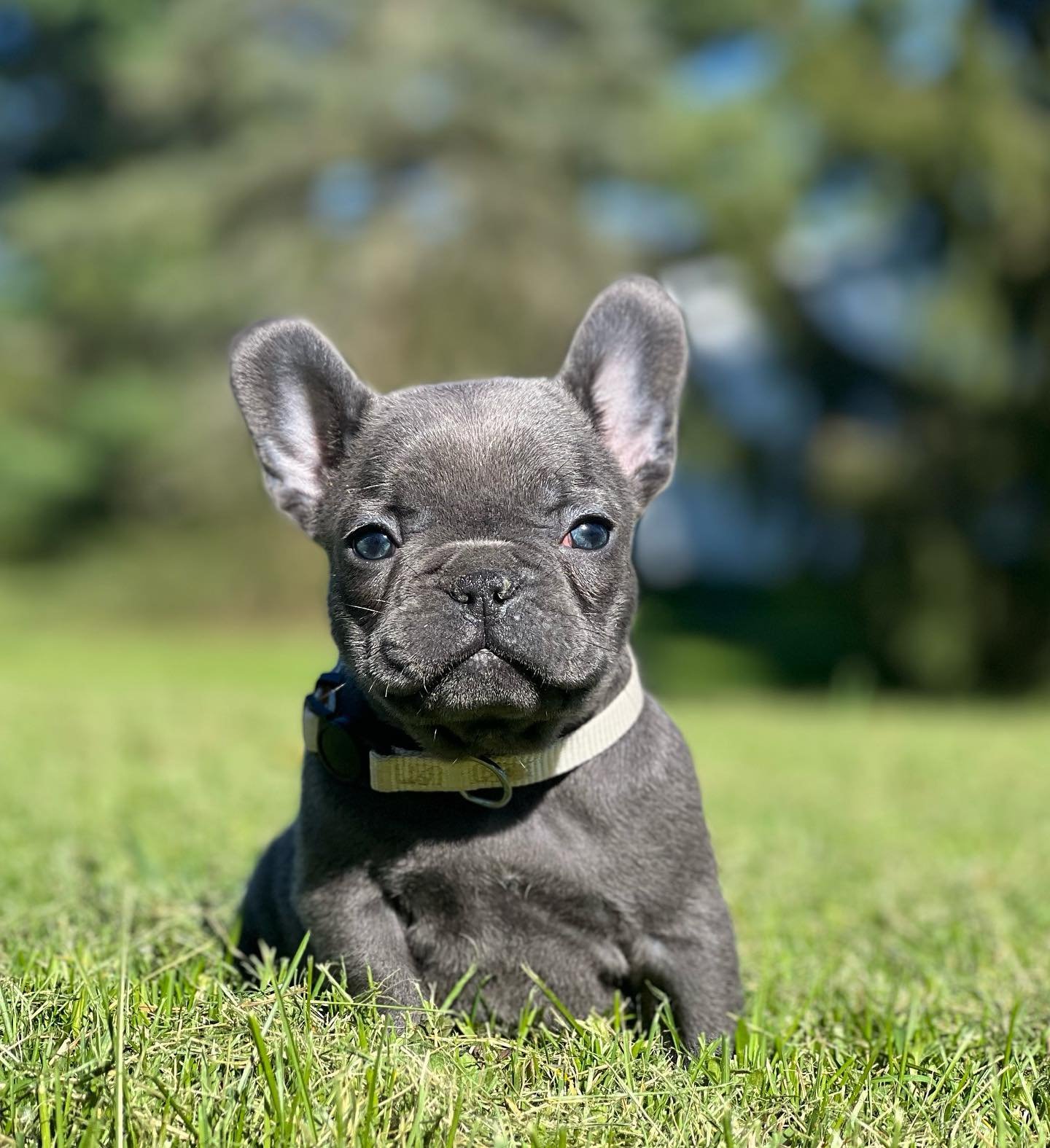 Sweet little Belle&hellip;..or &ldquo;Baby Belle&rdquo; as she goes by around here.  Isn&rsquo;t she the cutest lil thing? #FrenchiePuppy #FrenchBulldogPuppy #Reserved #DrewDogs