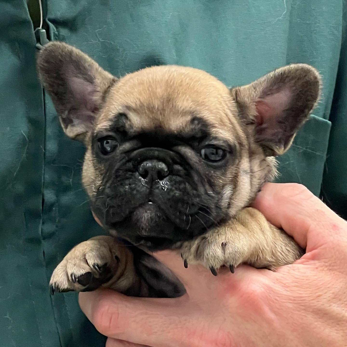 Elsa ❄️ getting her clean bill of health from our vet this week. (Thanks, Dr Hadam for taking such great care of our pups.). First vaccinations 💉 ✅  This special girl needs a 🏡 to call her own. Reach out for details. #drewdogs #frenchiepupoy #frenc