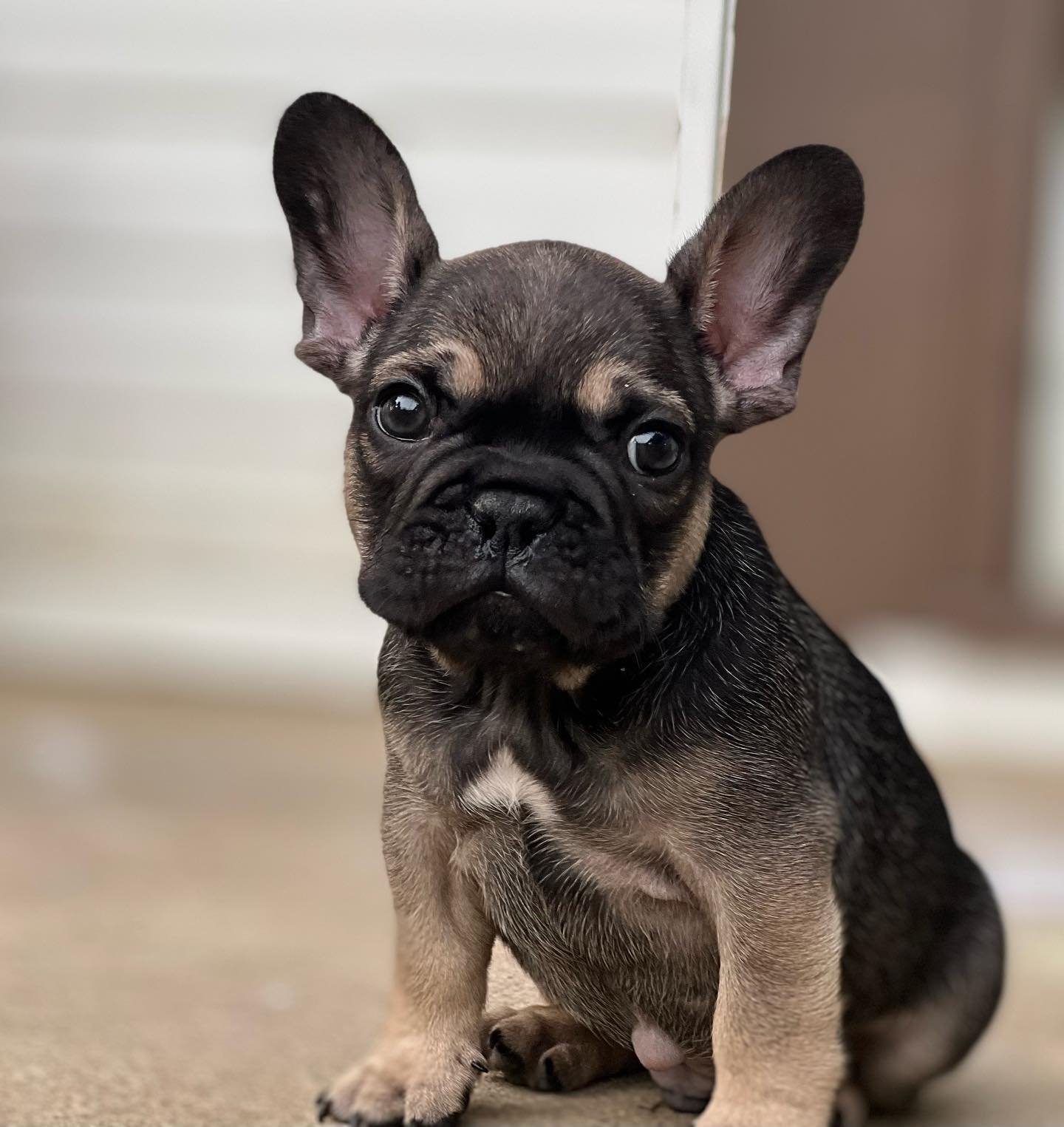 Can you even stand the sweetness on that face?! &ldquo;Groundhog&rdquo; needs a lush green pasture to call his own 🌾🌾 #FrenchiePuppyForSale #FrenchBulldogPuppyForSale #FrenchiePuppy #FrenchBulldogPuppy #SableFrenchie #SableFrenchiePuppy #drewdogs
