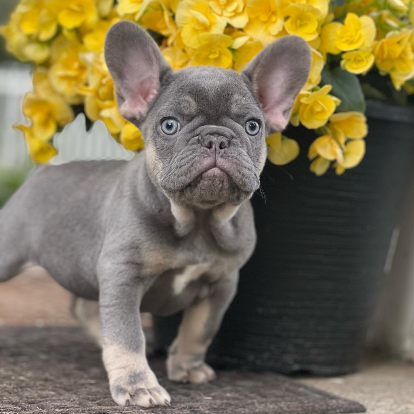 Garth!  There isn&rsquo;t a sweeter boy around.  He&rsquo;s so fun to play puppy games with and then he wants to snuggle up.  #highlyrecommended #frenchiepuppylove #frenchiepuppyforsale #frenchbulldogpuppy #frenchbulldogpuppyforsale