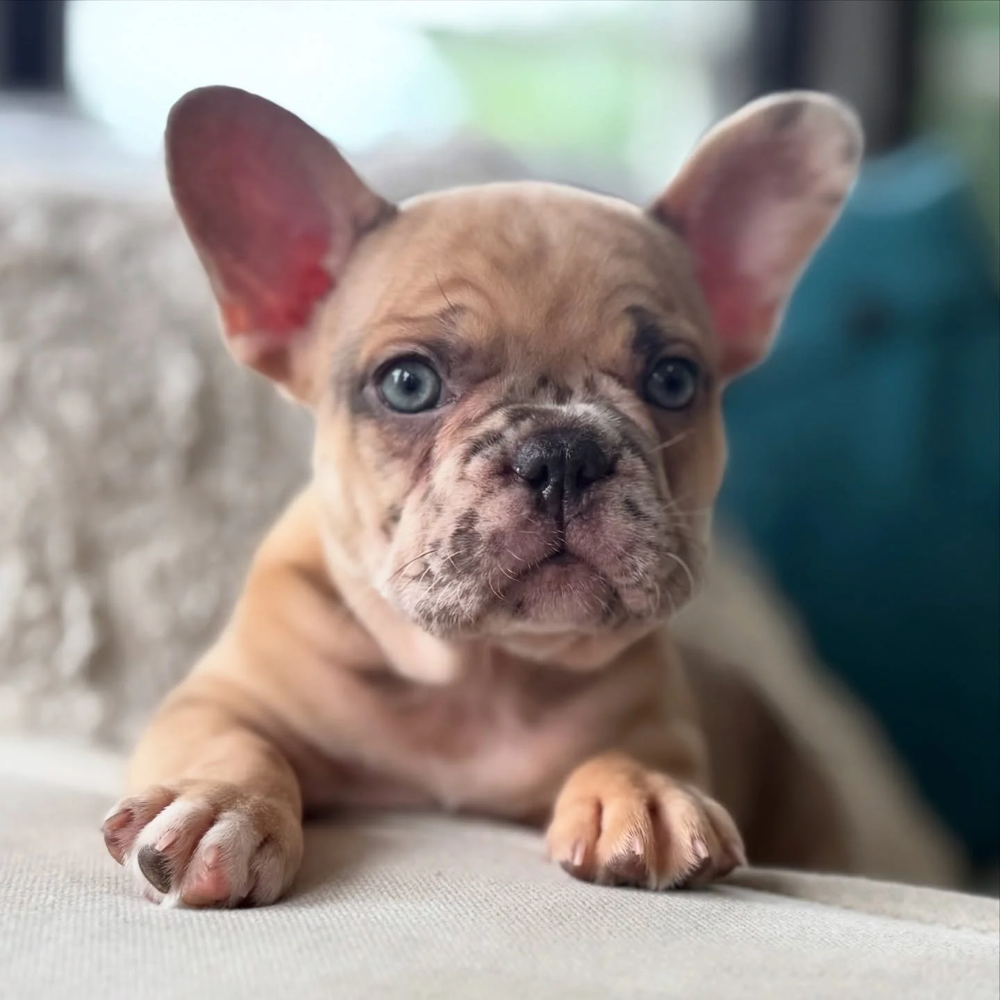 Waffle Cone 🍦is getting cuter by the day!  She&rsquo;s the life of the pawty!!!&hellip;.but also the snuggliest one that our daughter calls &ldquo;her baby!&rdquo; Waffle Cone is 8 weeks old and could improve your summer right away!  #frenchiepuppy 