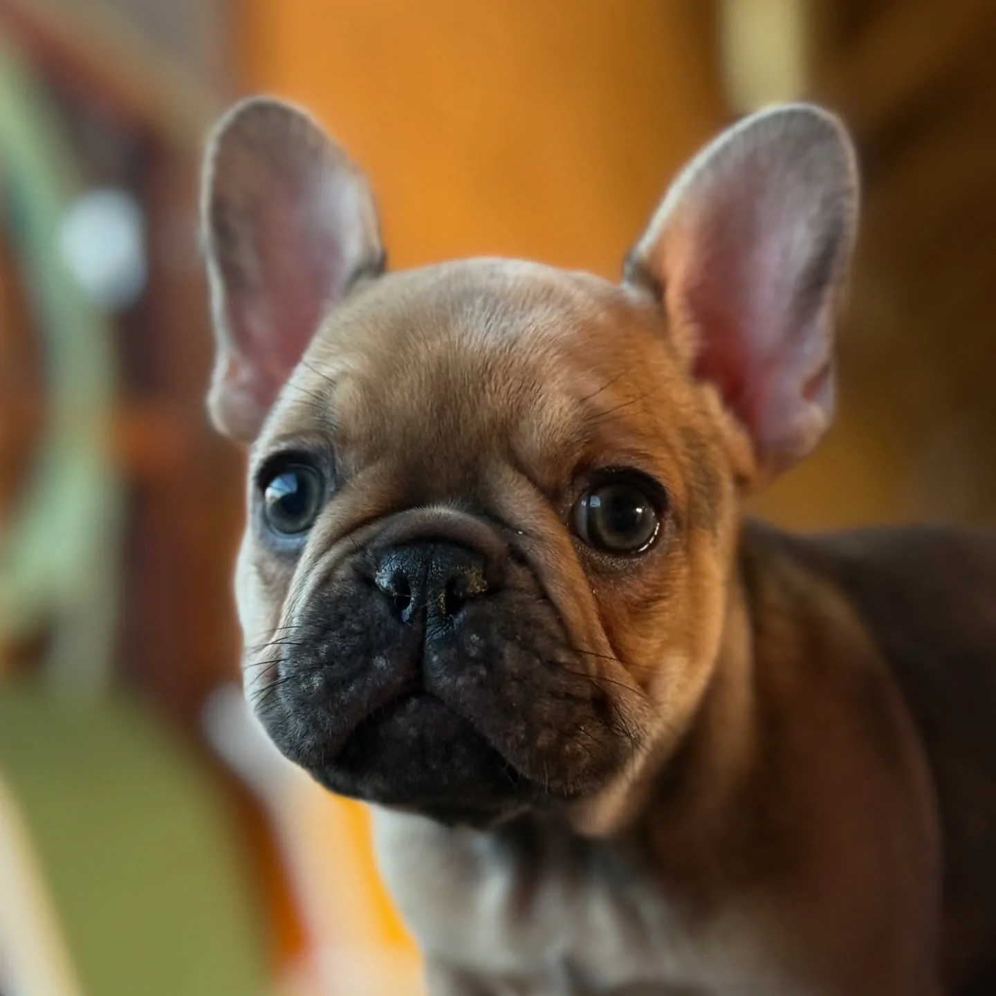 You couldn&rsquo;t find a cuter face if you tried 😍 .  This is little bitty Caramel.