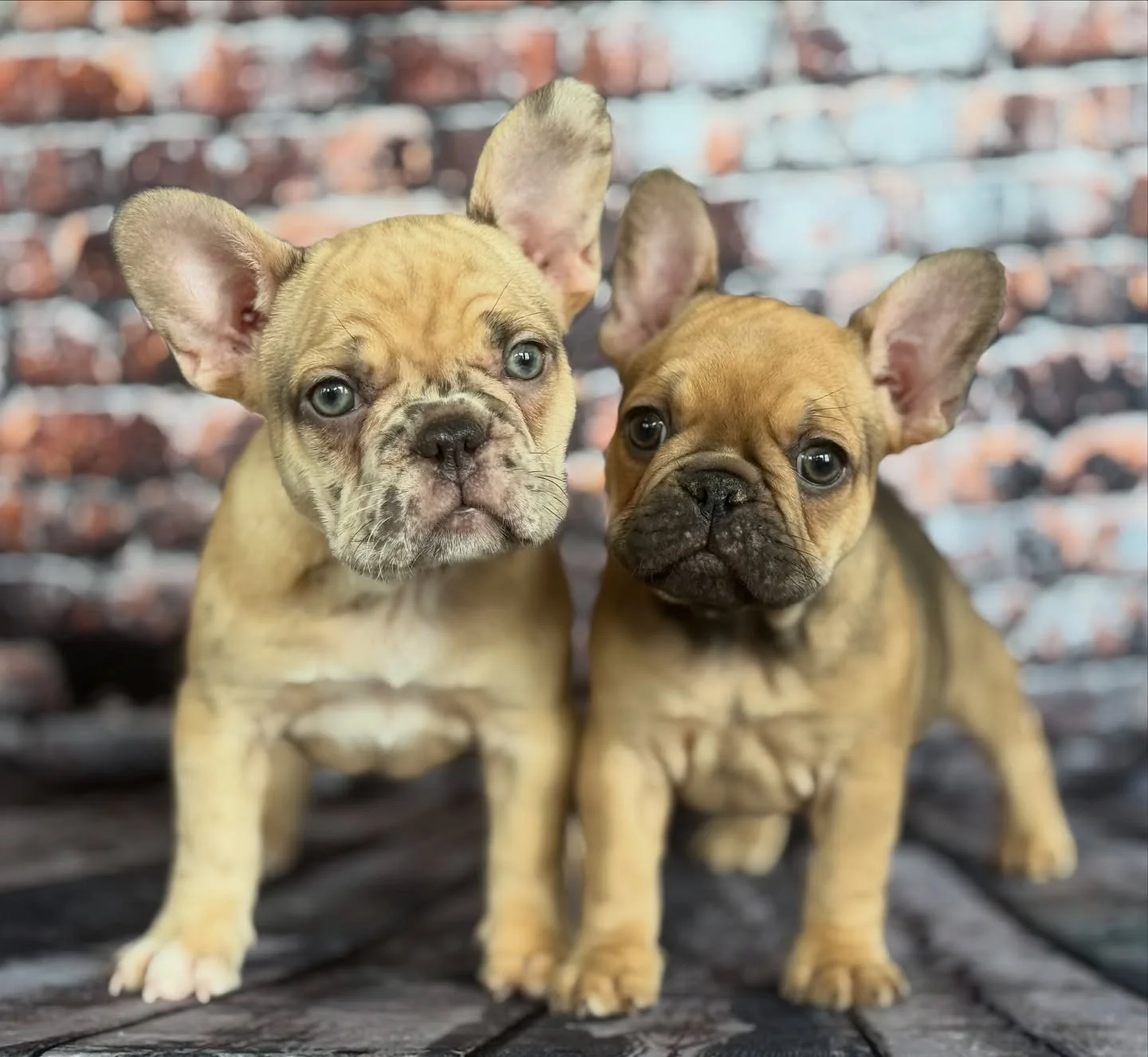 These sweet girls wanna meet ya! 
&lsquo;Waffle Cone&rsquo; 🍦 &amp; &lsquo;Caramel&rsquo; 🍨
#frenchbulldogpuppy #frenchiepuppy #drewdogs