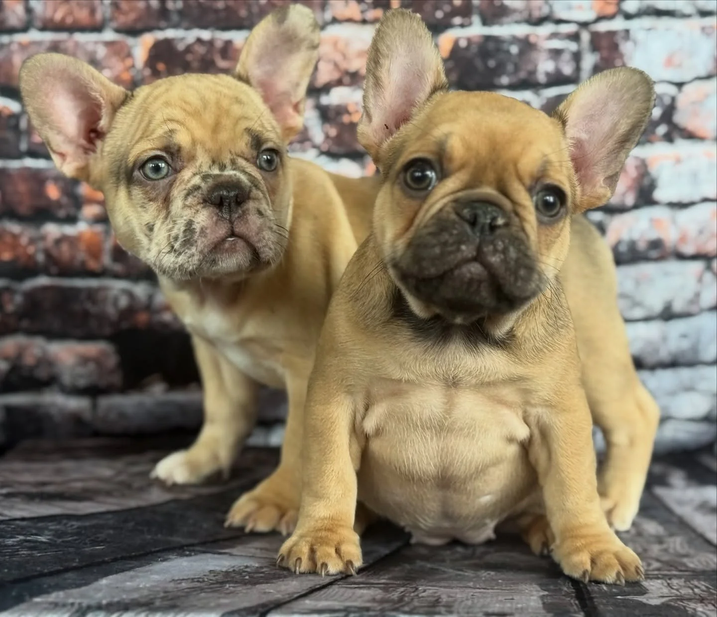 The sweetness is off the charts with Waffle Cone &amp; Caramel! 🥰😍 #frenchiepuppies #drewdogs