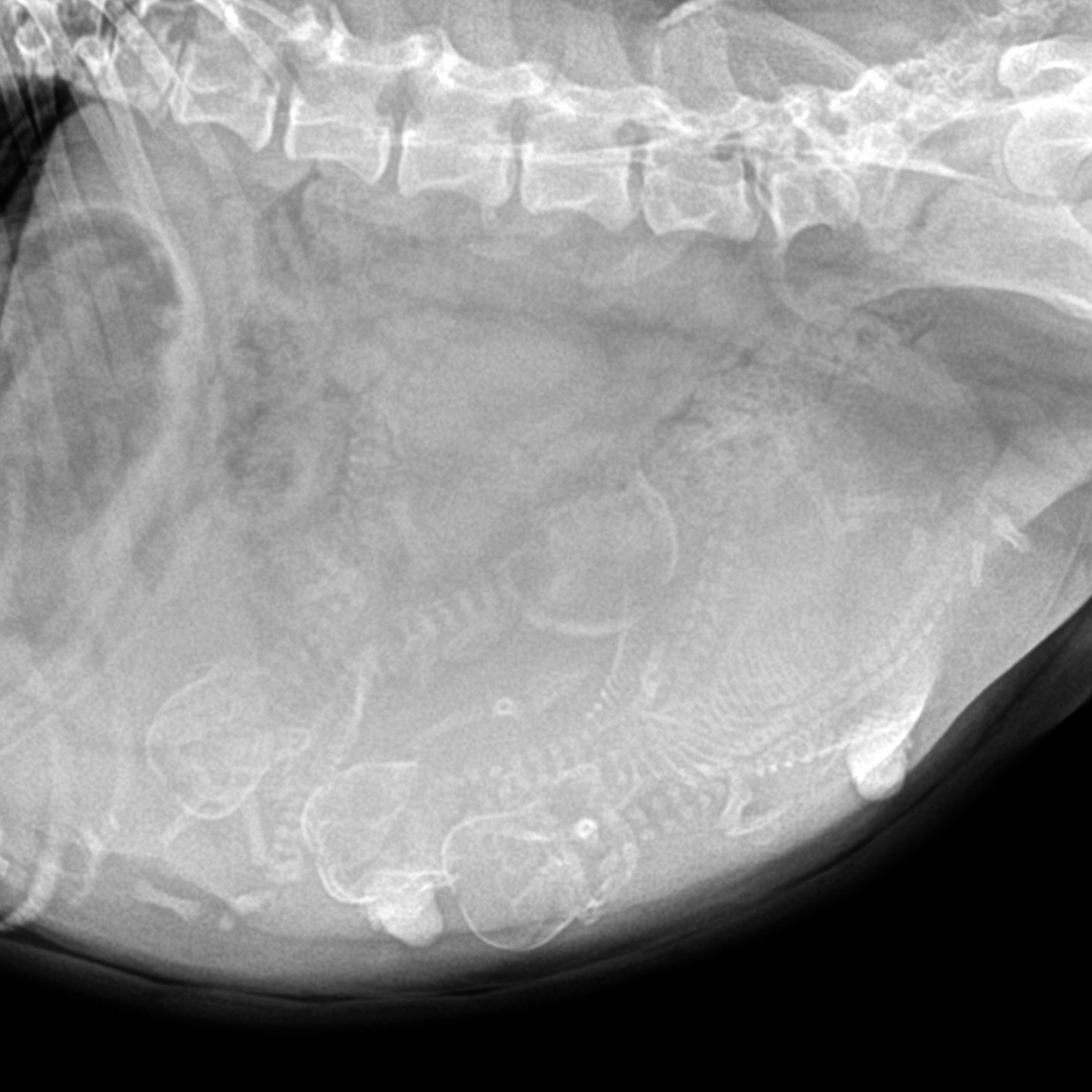 Our Netty &amp; STFS Ruckus babies coming soon! 1 week of waiting remains.  Go ahead, tell us how many you see! ⬇️ 

#countdown #cantwait #frenchiepuppies #drewdogs