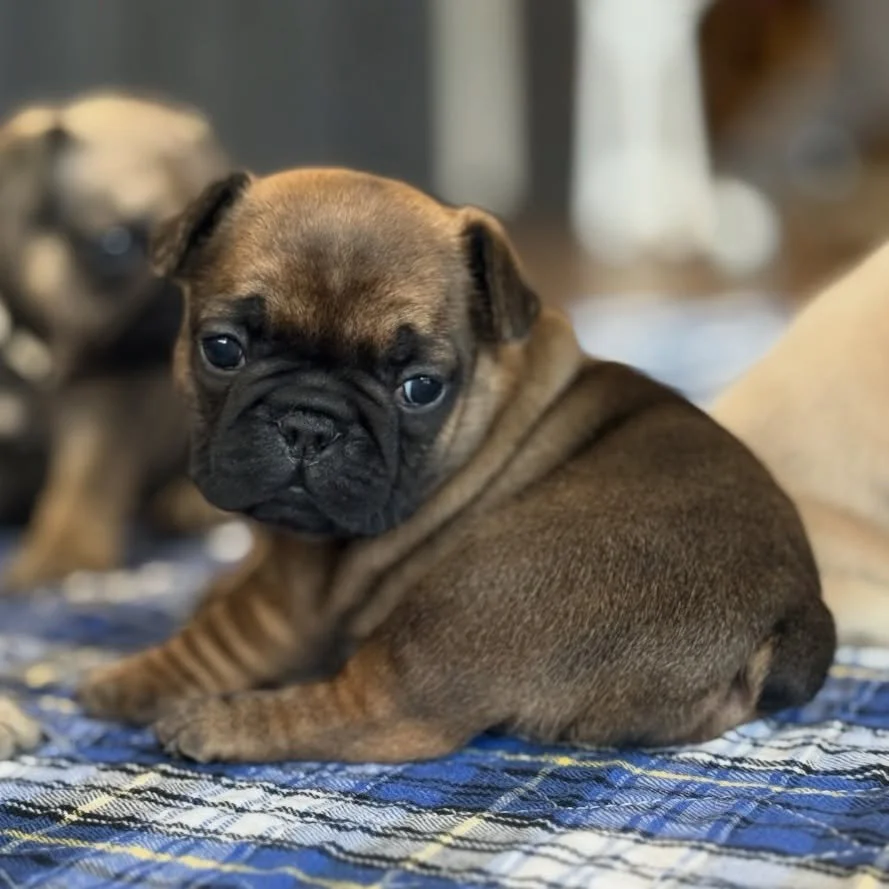 Jan 🥰 There really is nothing cuter! #puppylove #frenchie #drewdogs #fawnfrenchie