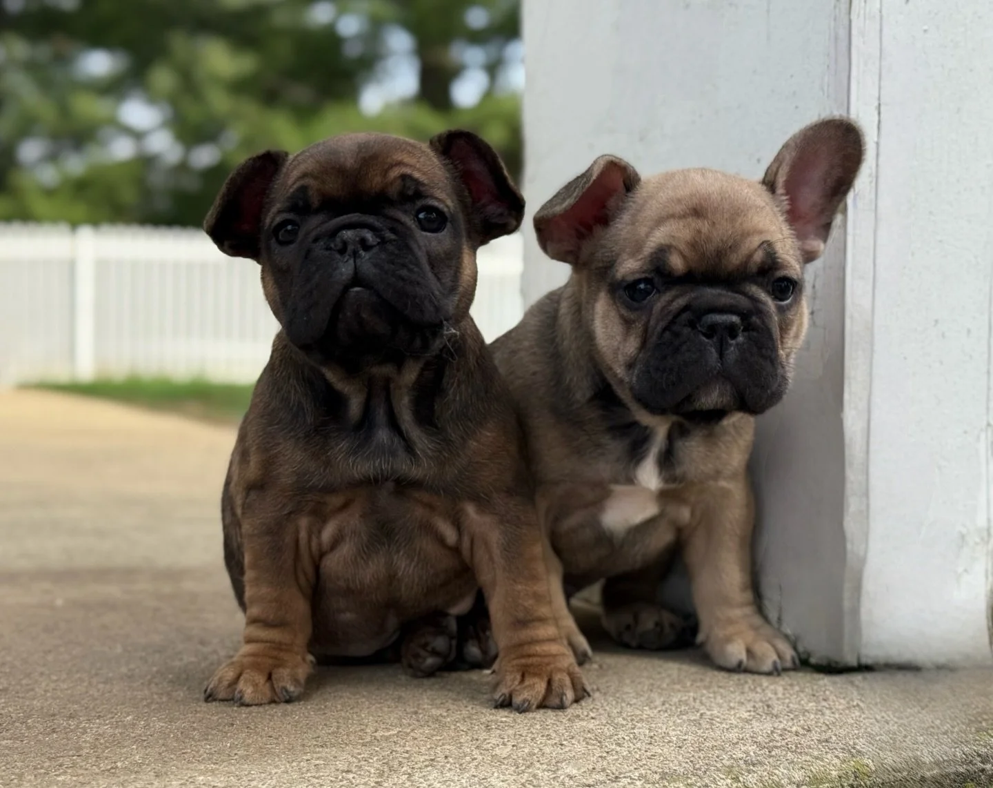 Jan &amp; Bobby love some front porch sitting. 🪑 We braved the wind 💨 to enjoy it a lil today! They are bound to be the cutest kids in your neighborhood.  Does your porch have a good sitting spot? ☀️👧🏾👦🏽 

#frenchiepups #frontporch #wind #brady
