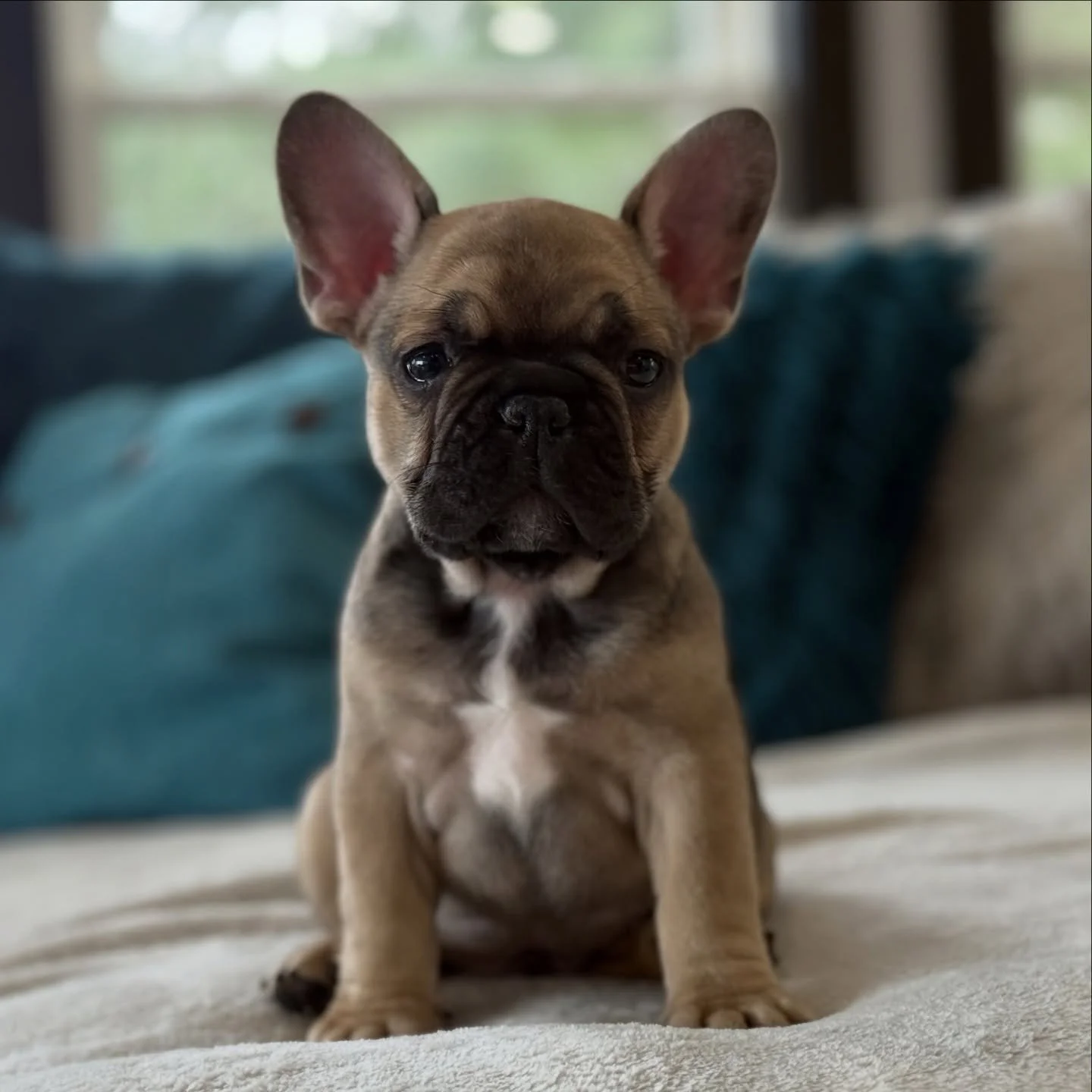 This one.  Bobby has the sweetest face and the greatest personality to go with it.  He&rsquo;s so fun&hellip;.inquisitive and cuddly.  The best way to enjoy your spring is for him to join your family.  He provides endless entertainment, whether it&rs