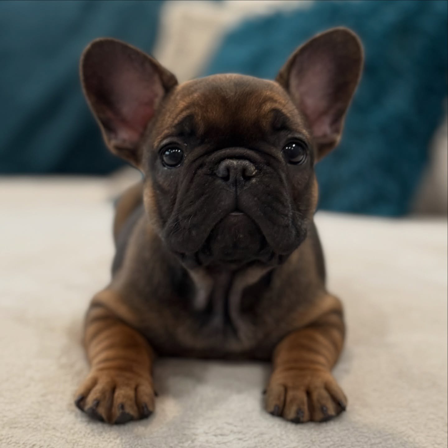 Rolls and wrinkles is what we&rsquo;ve got 🖤 

Feat: Jan 🤩 

#Wrinkles #Rolls #PuppyRolls #DrewDogs #FrenchiePuppy
