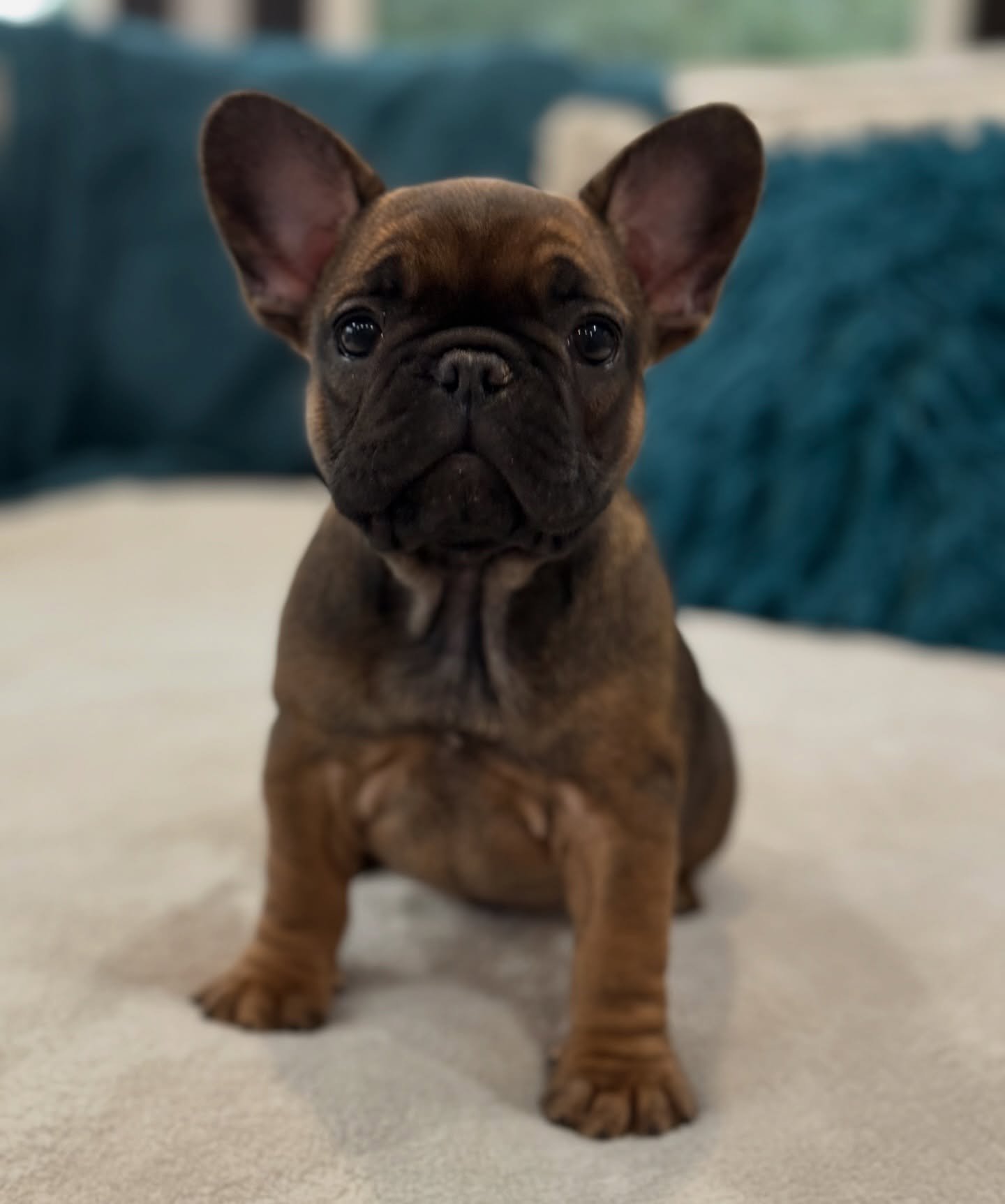 Can&rsquo;t get enough of this sweet Jan. #couchtime