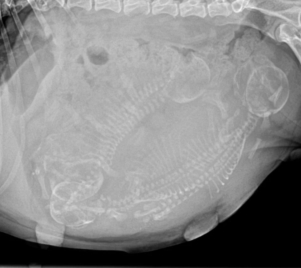 Attention puppy counters!! What do you think?  We usually have a solid answer in our mind right away&hellip;.this one is a little tricky!  #frenchiepuppies #comingsoon #frenchbulldogpuppies #drewdogs #xray