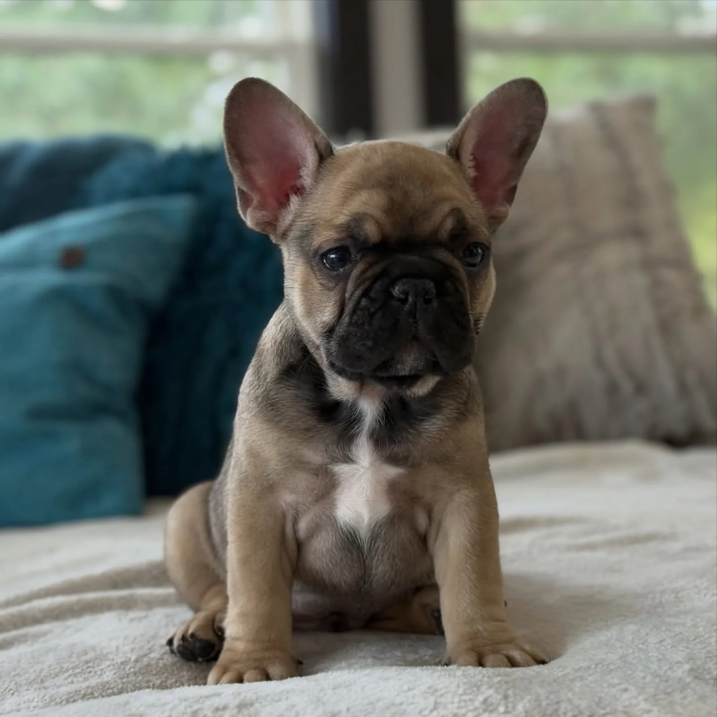 Bobby loves a good play session followed by a long cuddly snooze!  He&rsquo;s pretty much the perfect companion!  Endless entertainment included. &hearts;️ #perfectpuppy #ready #drewdogs #frenchiepuppy #frenhbulldogpuppy