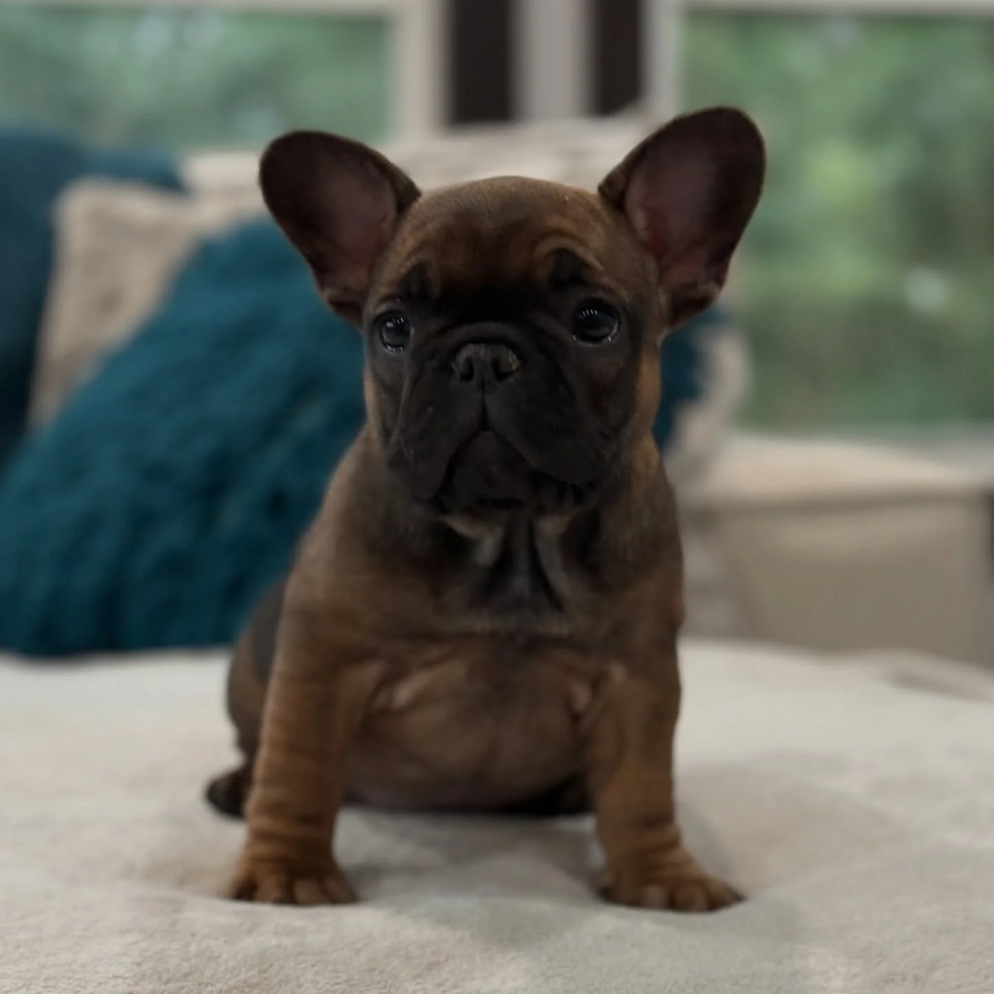 The coolest family picked up this beautiful girl today!  Shes going to have such a great life with human and dog sibs in PA!  And it always warms my heart when they keep their name &hearts;️. Jan will be Jan! &hearts;️😆. #GoHomeDay #DrewDog #Frenchi