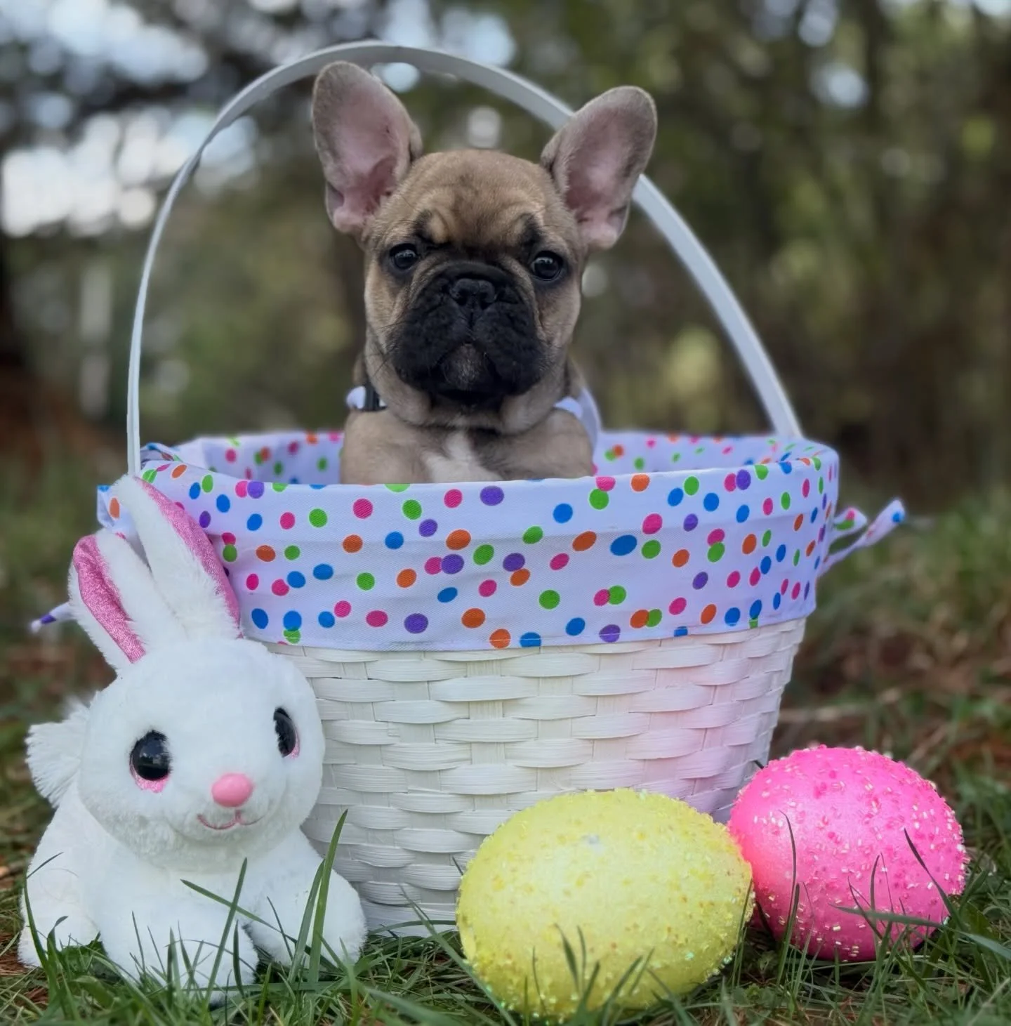 It&rsquo;s and Easter egg 🥚 hunt kind of weekend 🐣 and someone could have the best loot of all in their basket! 🧺. Bobby makes a pretty good looking bunny 🐰! #EasterPuppy #EasterEggHunt #EasterBasket #FrenchiePuppy #FrenchBulldogPuppy