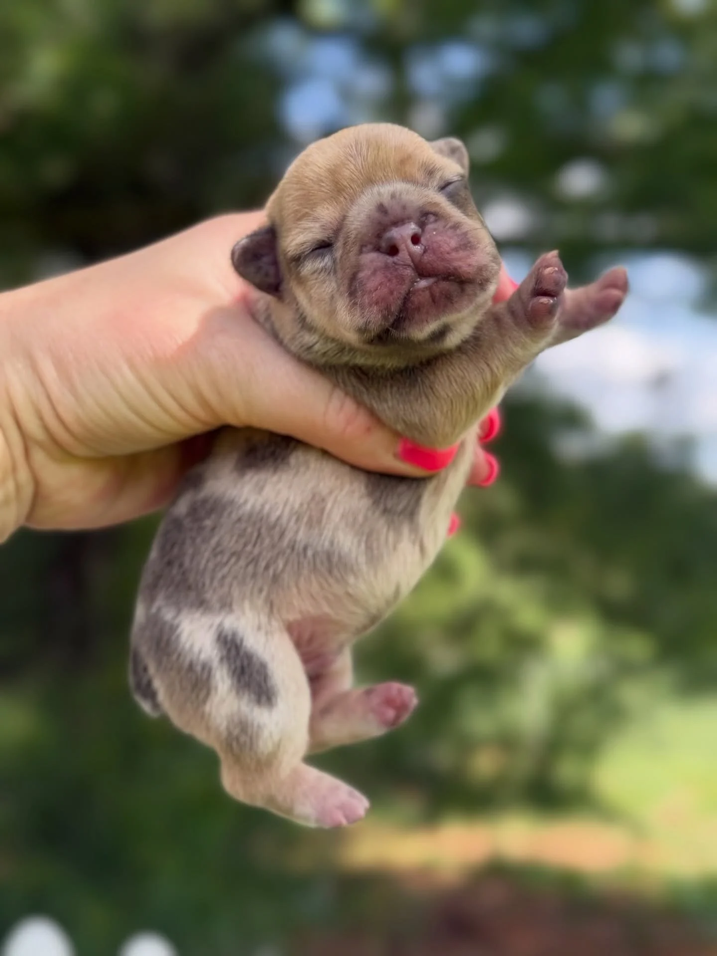 It&rsquo;s time to officially meet Freckles&rsquo; April Fools litter!  Lots of laughs with these names 🤣

Chuckles (pics 1 &amp; 2) - Chocolate fawn Merle male, just like mama! 

Joker (pics 3-5) - Blue Merle male

Giggles (pics 6 &amp; 7) - Black 