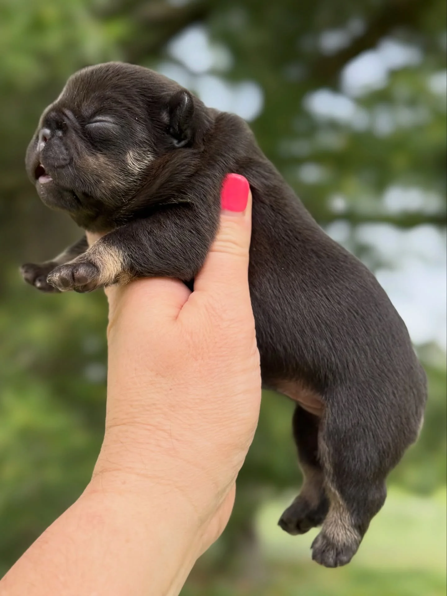 Meet our Spring Drink litter! (2 pics of each!). 

Sweet Tea ☕️ - choc and tan female ☕️
Milkshake 🥛- choc and tan merle male 🥛
Cola 🥤 - choc and tan male 🥤
Lemonade 🍋 - choc fawn merle female 🍋 

#drewdogs #refreshment #frenchies