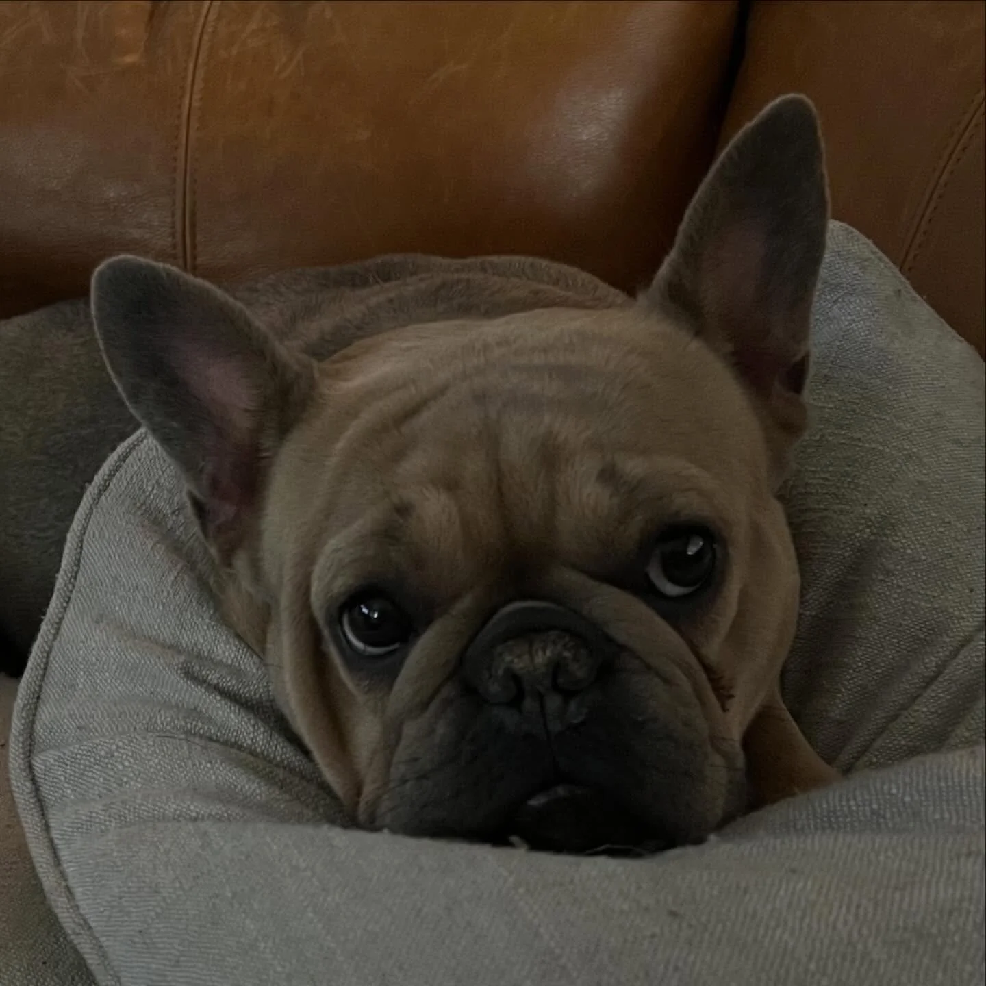 The face of a sweet mama with just 2 weeks left in her pregnancy.  Pocket, we think you wear it well 💜🤰🏽 #puppiesonboard #frenchiepuppies #drewdogs #mamadog #sweet