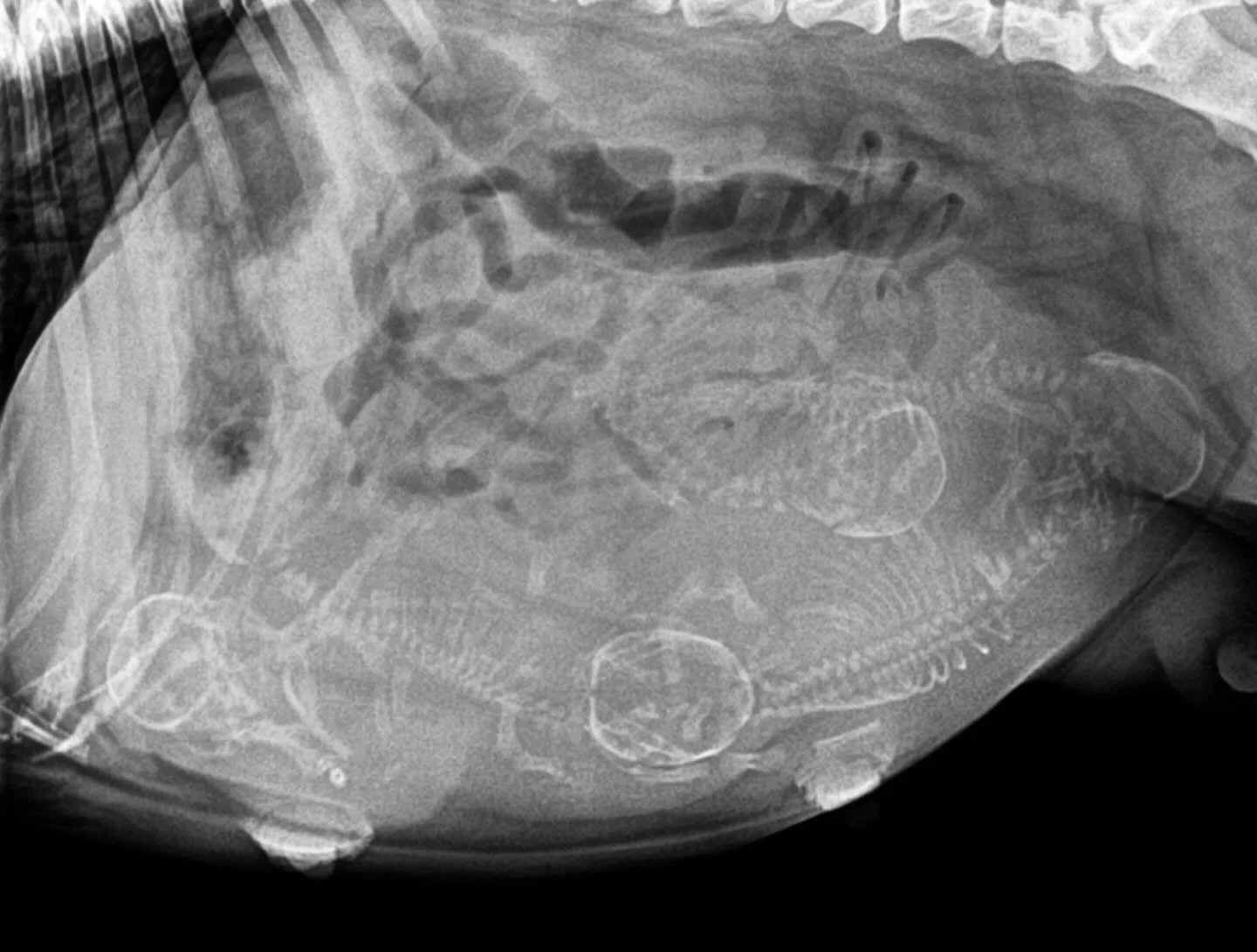 Okay puppy counters!  Pocket had her puppy counting X-ray today! What do you think?! Drop your guess ⬇️

#puppycount #puppies #drewdogs #frenchiepuppies