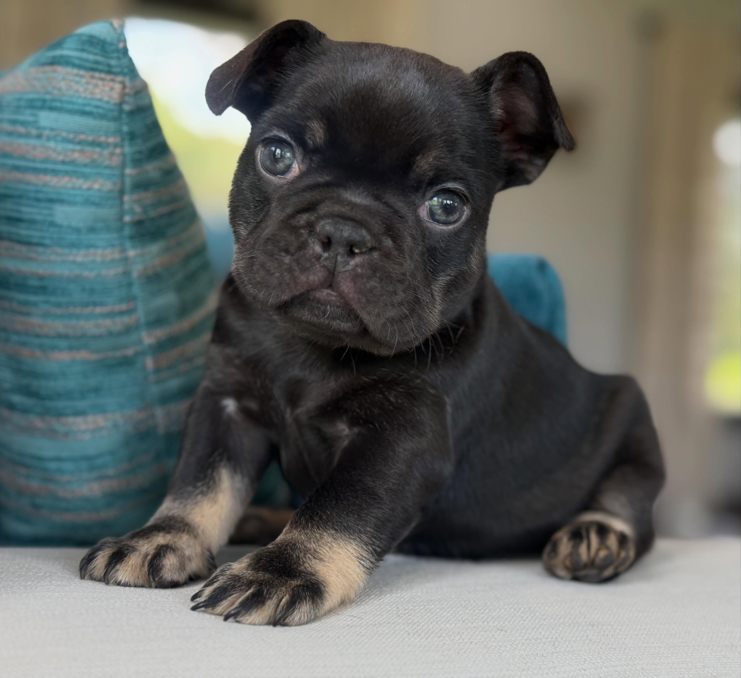 Sweet Tea ☕️🫖 #drewdogs #frenchiepuppy