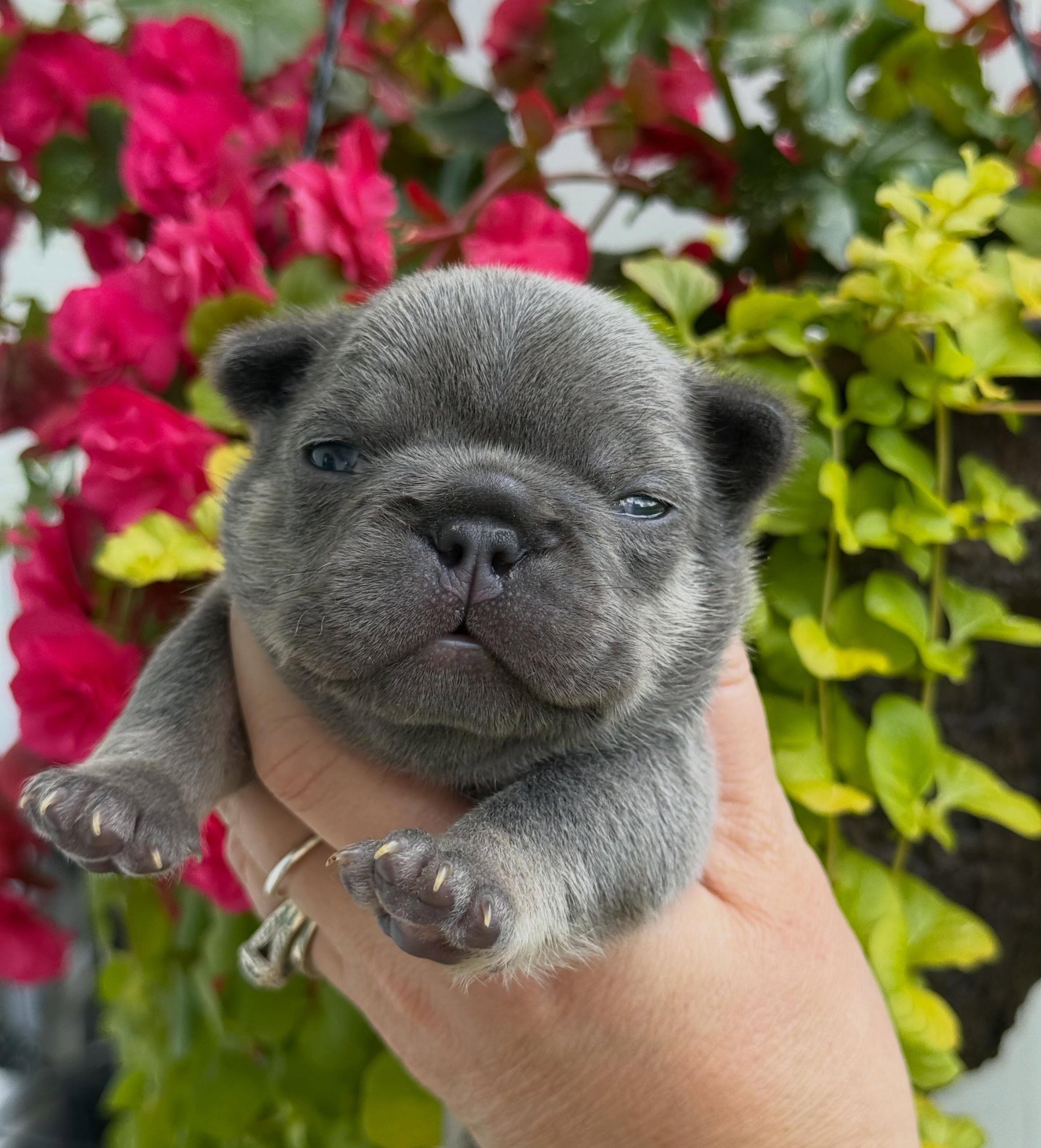 This is what a heartthrob looks like at 2 weeks old.  #waitforit #templeton #drewdogs #frenchiepuppy #lilacandtan