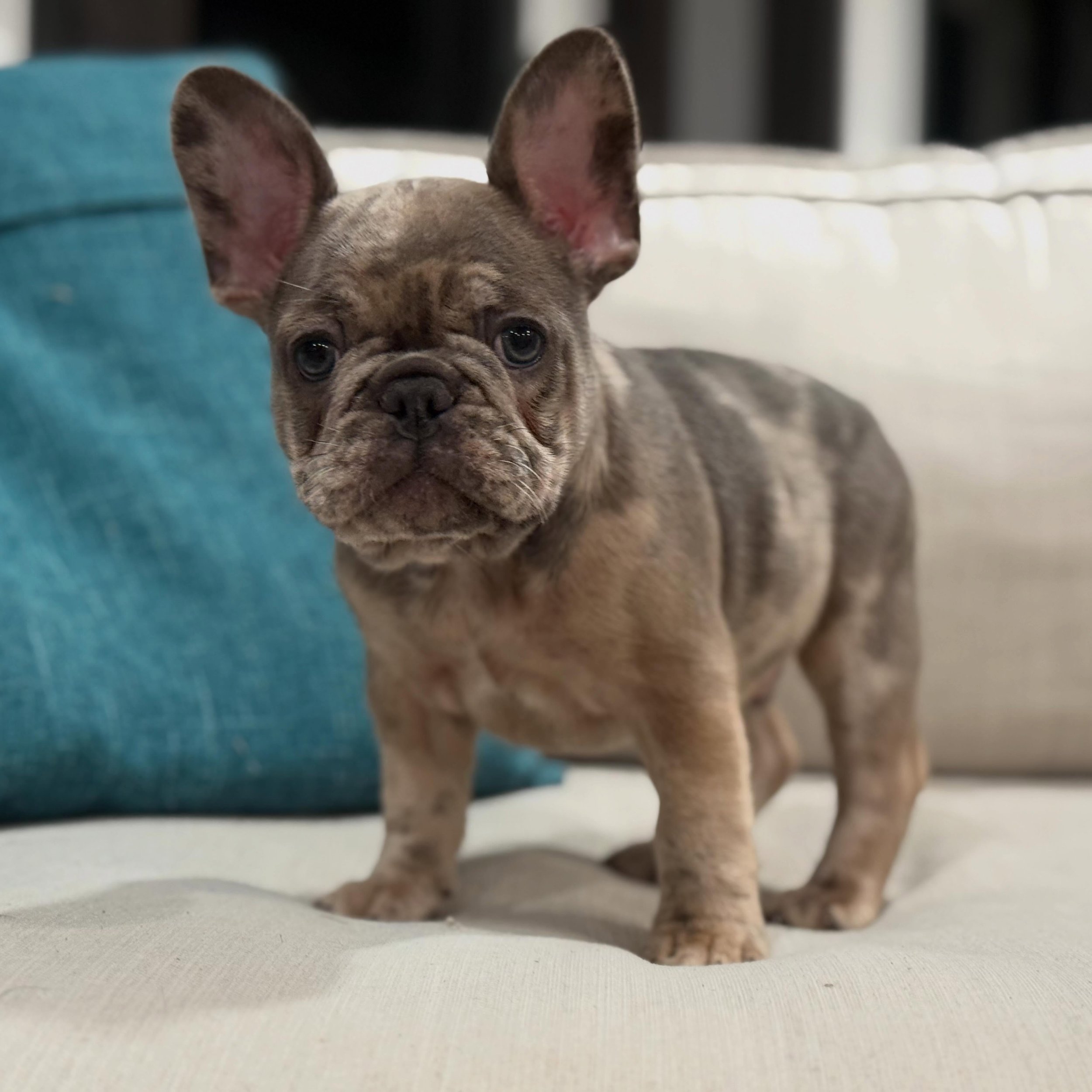 Meet Merle!!!! Joker headed off on a plane ✈️ this morning to move to his new home with a family in Virginia!  He has officially been dubbed &ldquo;Merle&rdquo; and is adjusting well!  #merle #frenchiepuppy #gohomeday #drewdogs