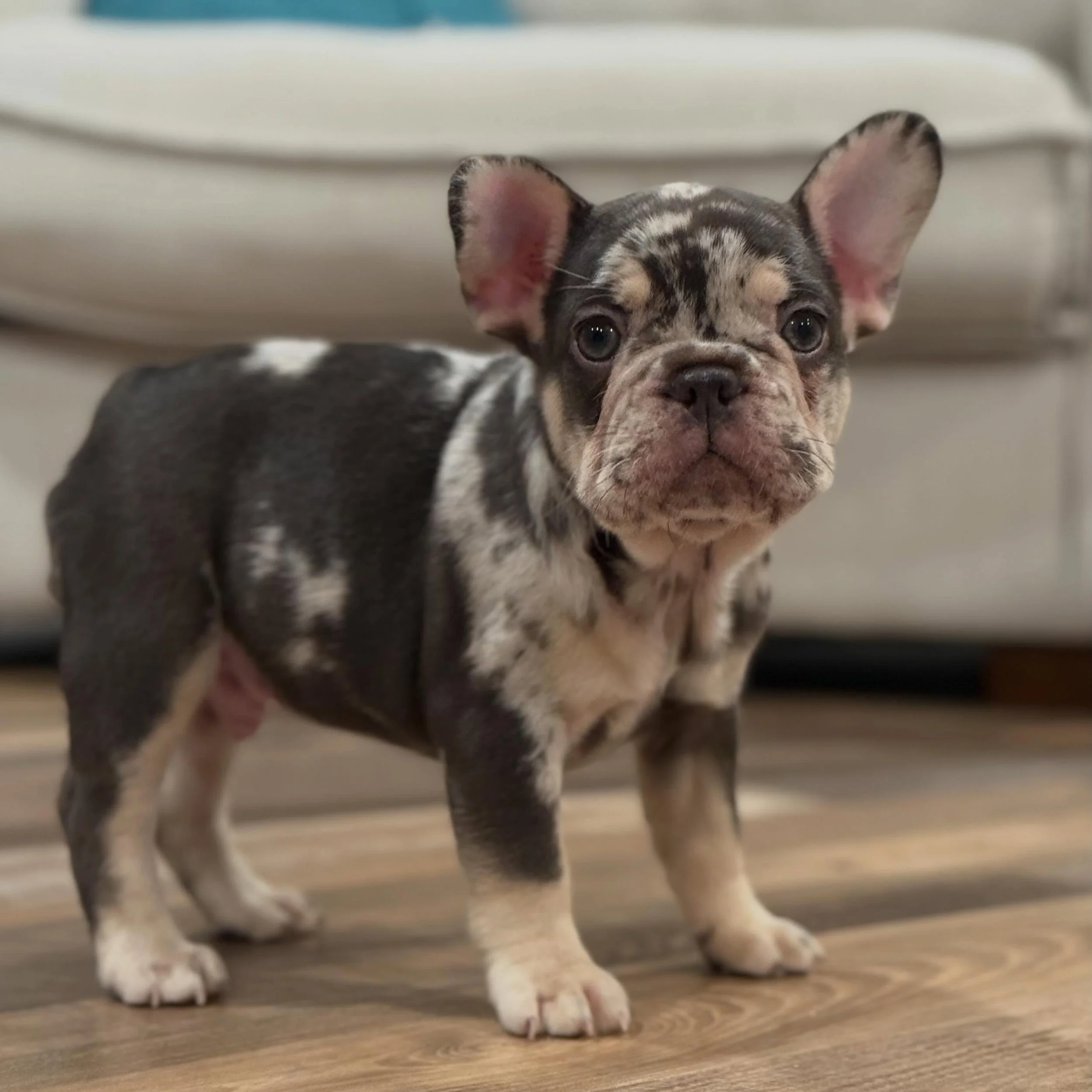 Milkshake anyone?! 🧋 #merlefrenchiepuppy #milkshake #frenchiepuppy #frenchbulldogpuppy #drewdogs