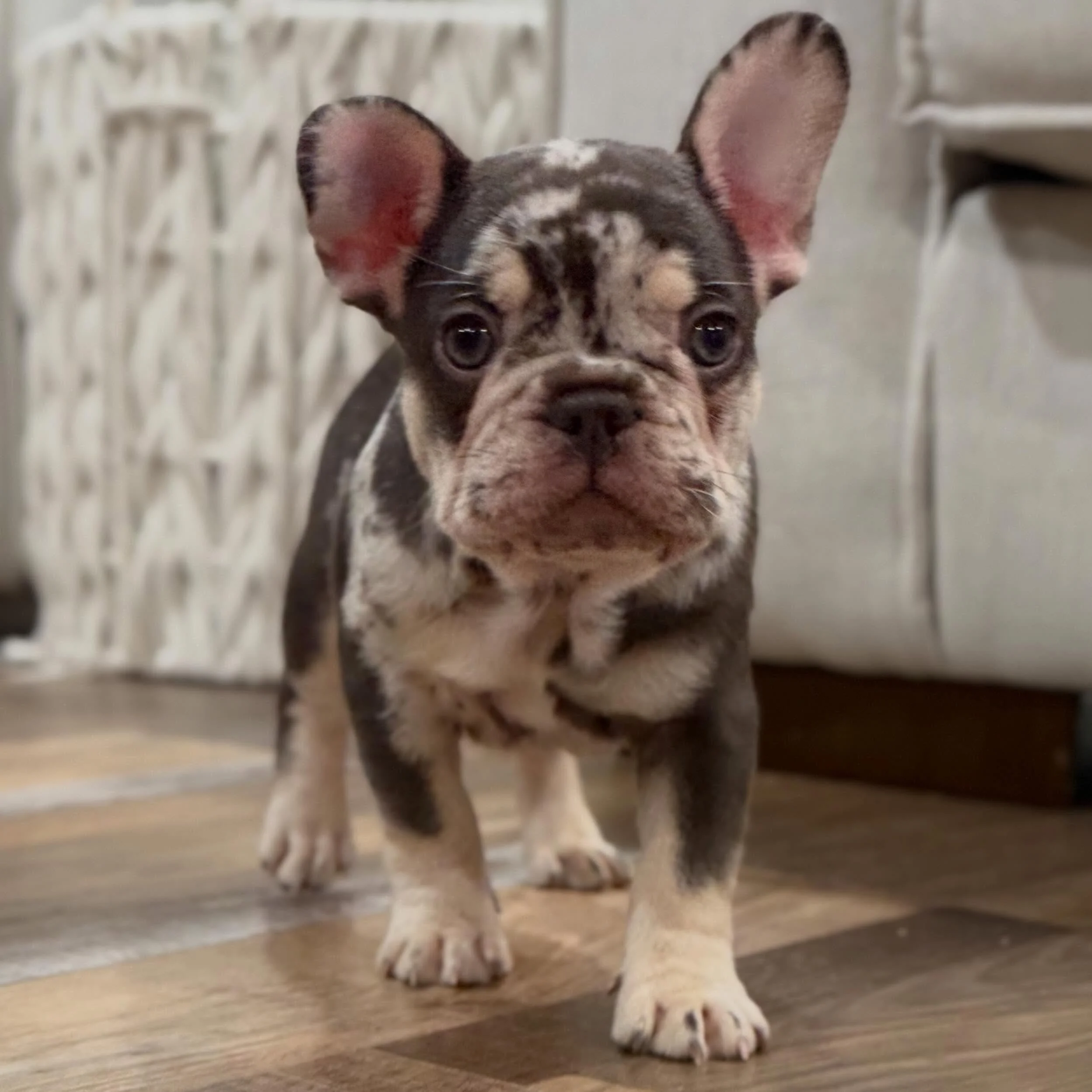 It&rsquo;s always tough to hand over our pups at the airport. (Even though we love the puppy nanny group we work with!&hellip;they do a GREAT job)&hellip;..but we love on these babies for 8 weeks, typically pull some all-nighters with them, baby them