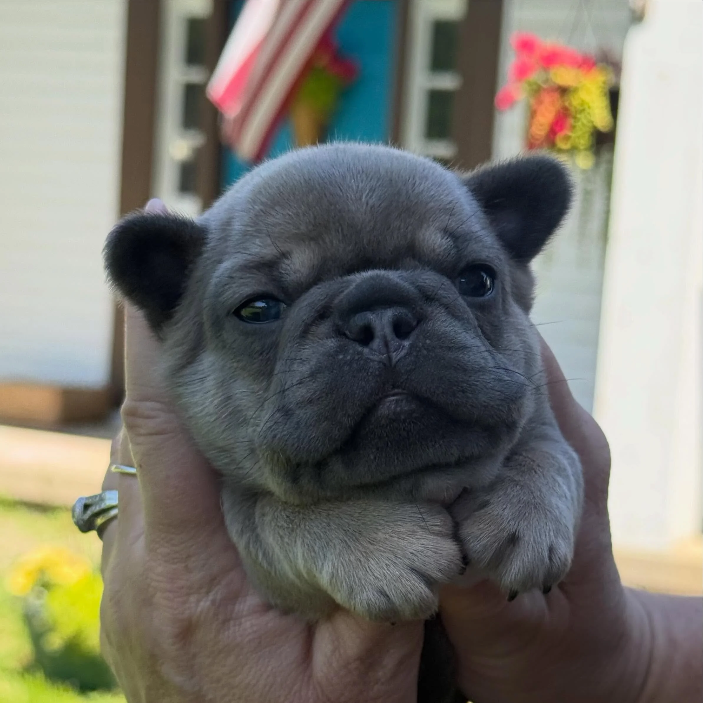 Fern 🪴  This is one gorgeous puppy. (And the only gal we have up for grabs). She&rsquo;s got her mama&rsquo;s beautiful color and both mama &amp; daddy&rsquo;s good looks!  #frenchiepuppy #frenchiebulldogpuppy #drewdogs #charlottesweb #fern