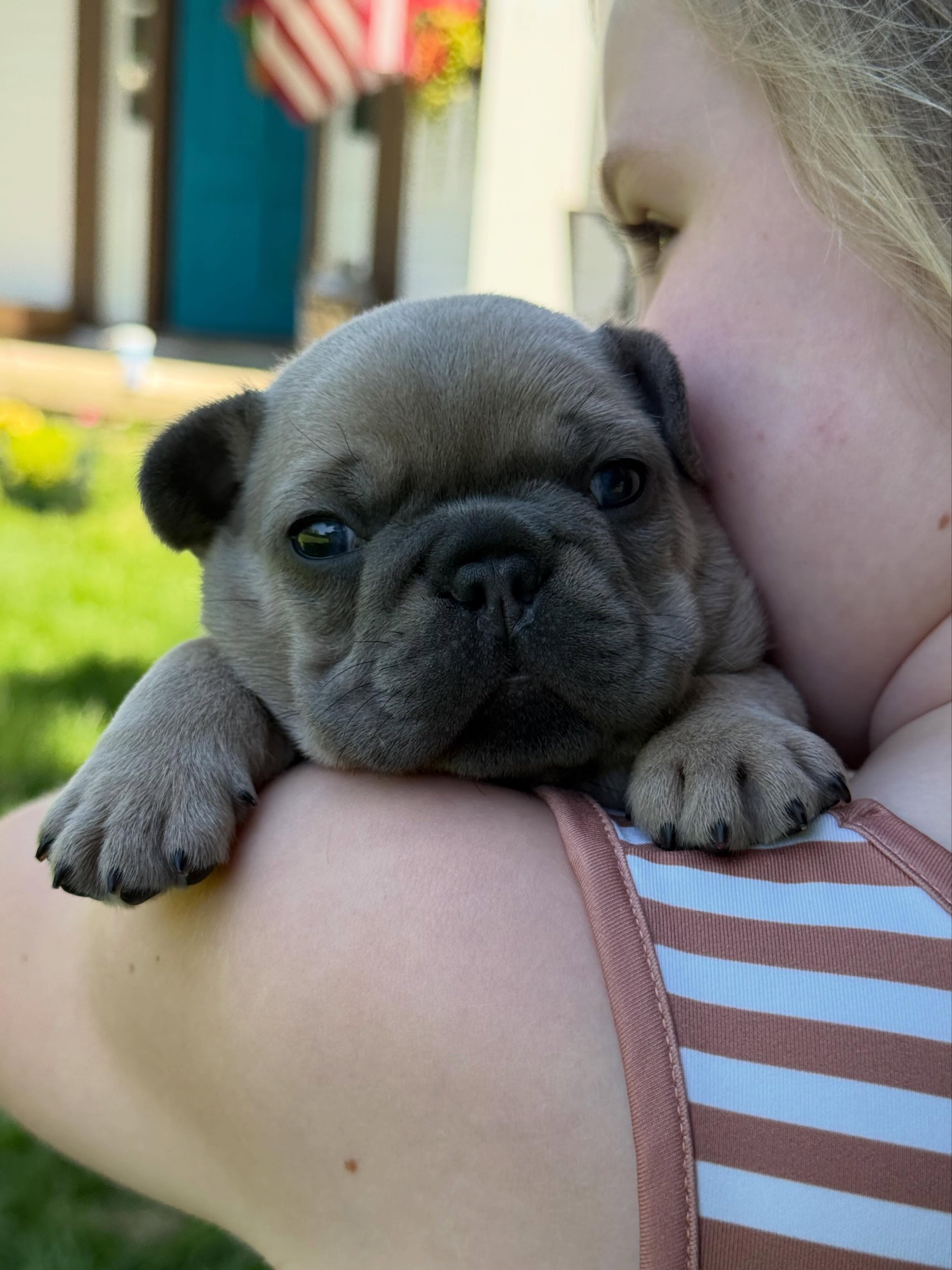 Chubby little Wilbur.  He got the right name from this litter&hellip;.he&rsquo;s the cutest little baby piglet you ever saw! 🐷🐽🐖 #wilbur #drewdogs #frenchiepuppy #sable #piggie