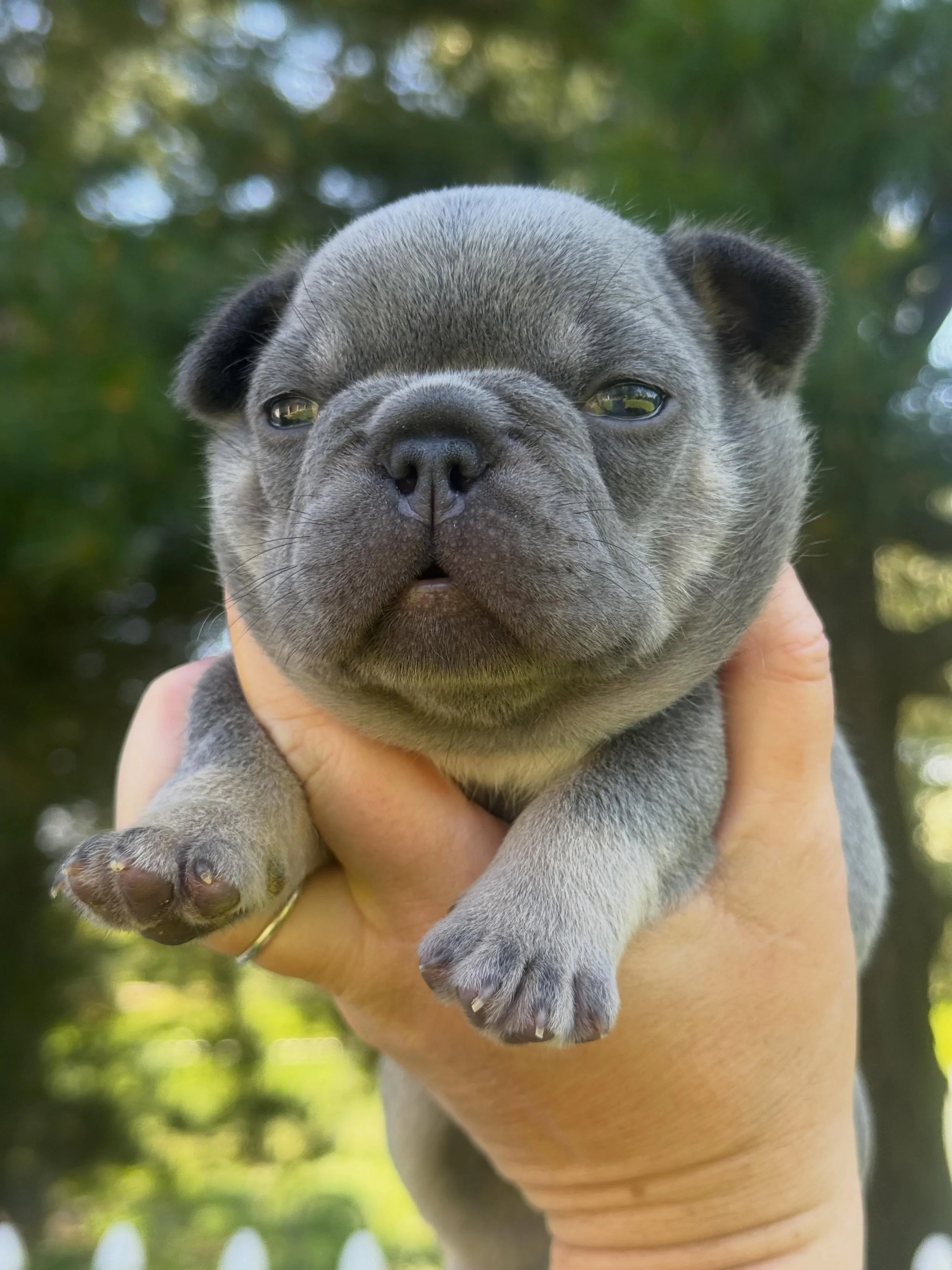 Templeton! 🐀 The cutest lilac and tan guy you ever saw! #LilacAndTan #frenchiepuppy #Templeton #FrenchBulldogpuppy