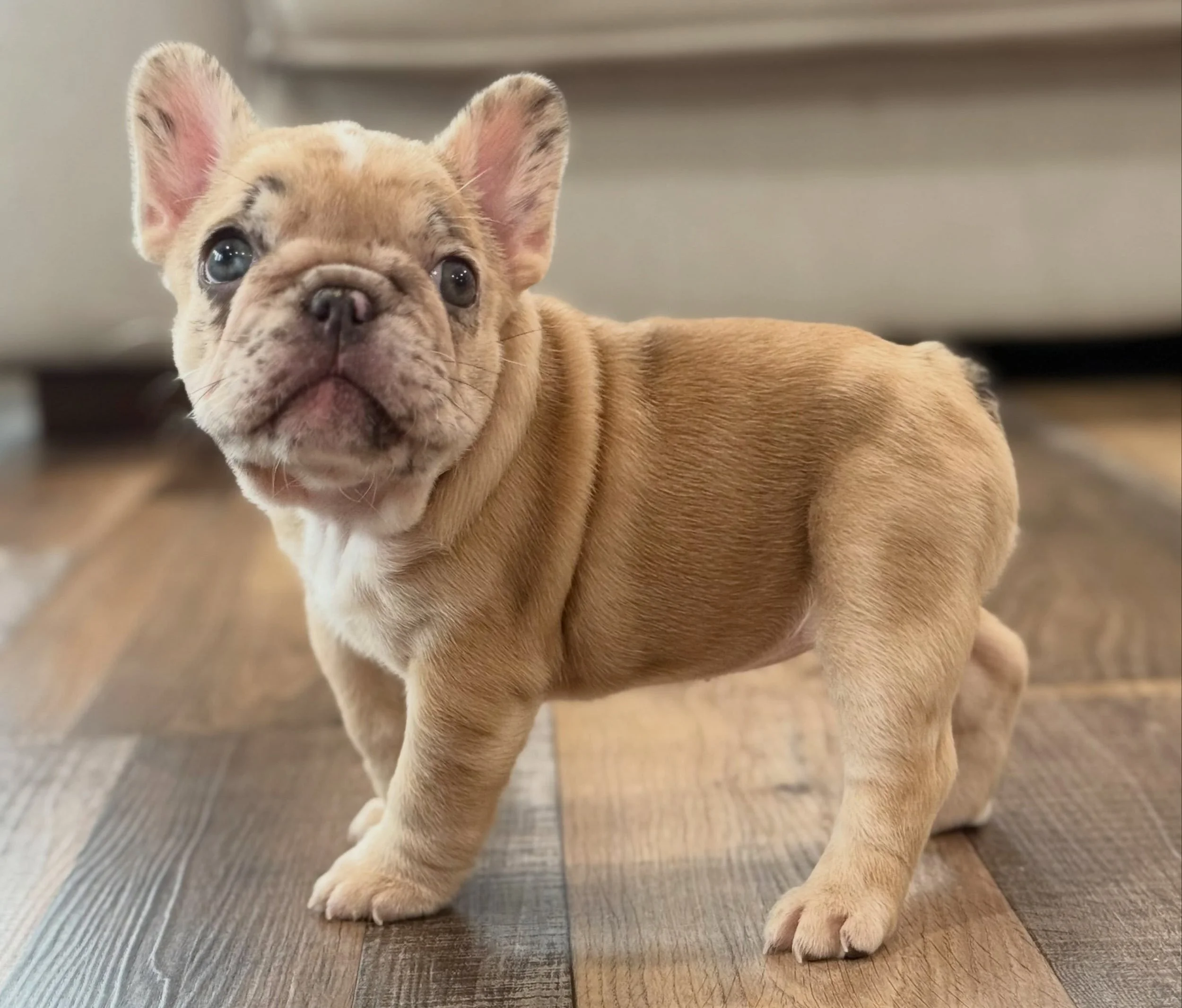 Perfect &ldquo;Peanut&rdquo; 🥜 headed off to ☀️ Florida 🌴 today.  And just like that we are empty nesters&hellip;&hellip;okay, not really. (I don&rsquo;t think I can say that since we&rsquo;ve kept 3 pups this year 😇🤣.). Peanut&rsquo;s new family